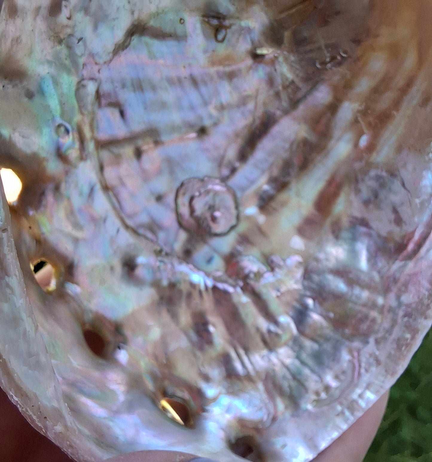 Abalone Shell, (Ref: SH2)