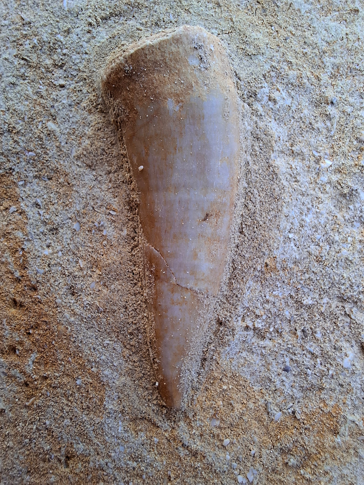 Enchodus Sabre Tooth, Fossil (Ref: ES1)