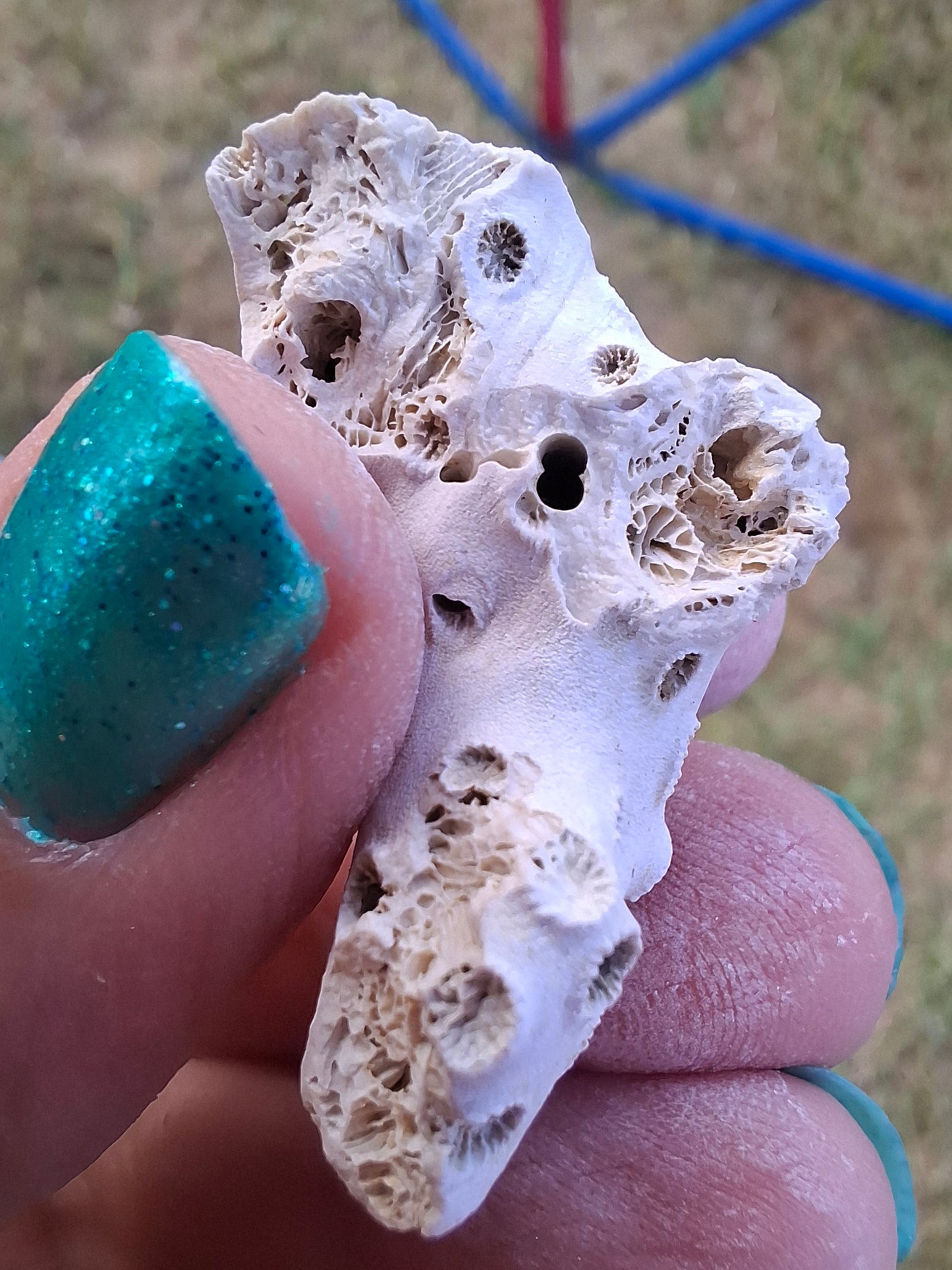 Fossil Coral, (Ref: FC4)
