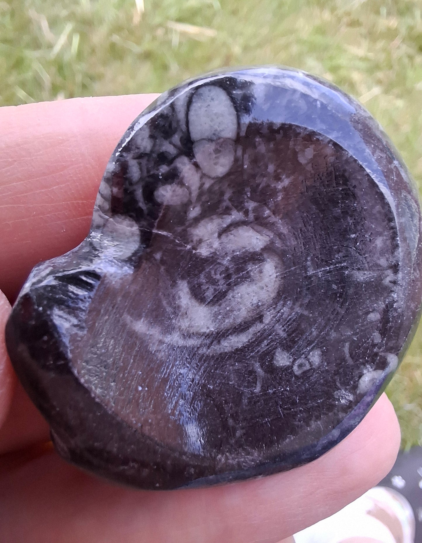 Goniatite, Fossil (Ref: GA2)