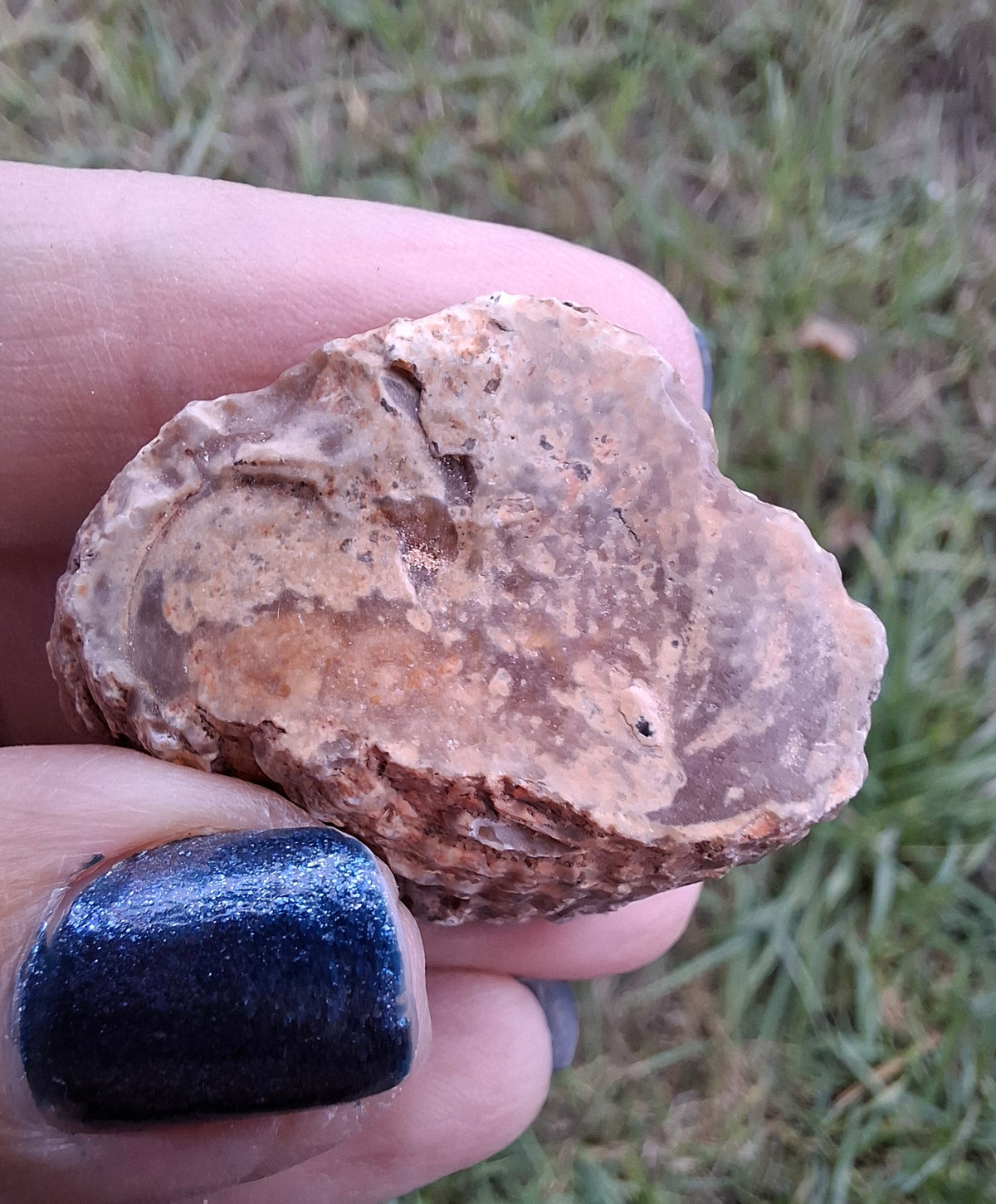 Chalcedony Oyster, Fossil (Ref: FO7)