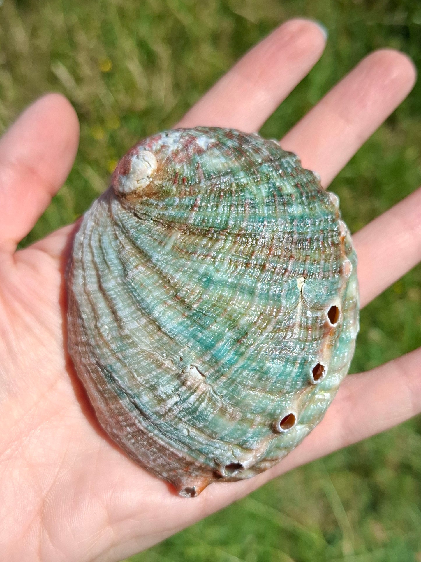 Abalone Shell, (Ref: SH2)