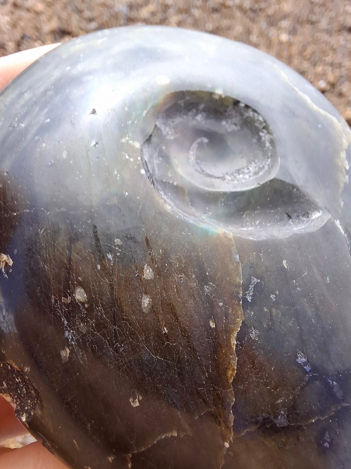 Labradorite Ammonite Carving, 160.21g, Crystal (Ref: laba4)