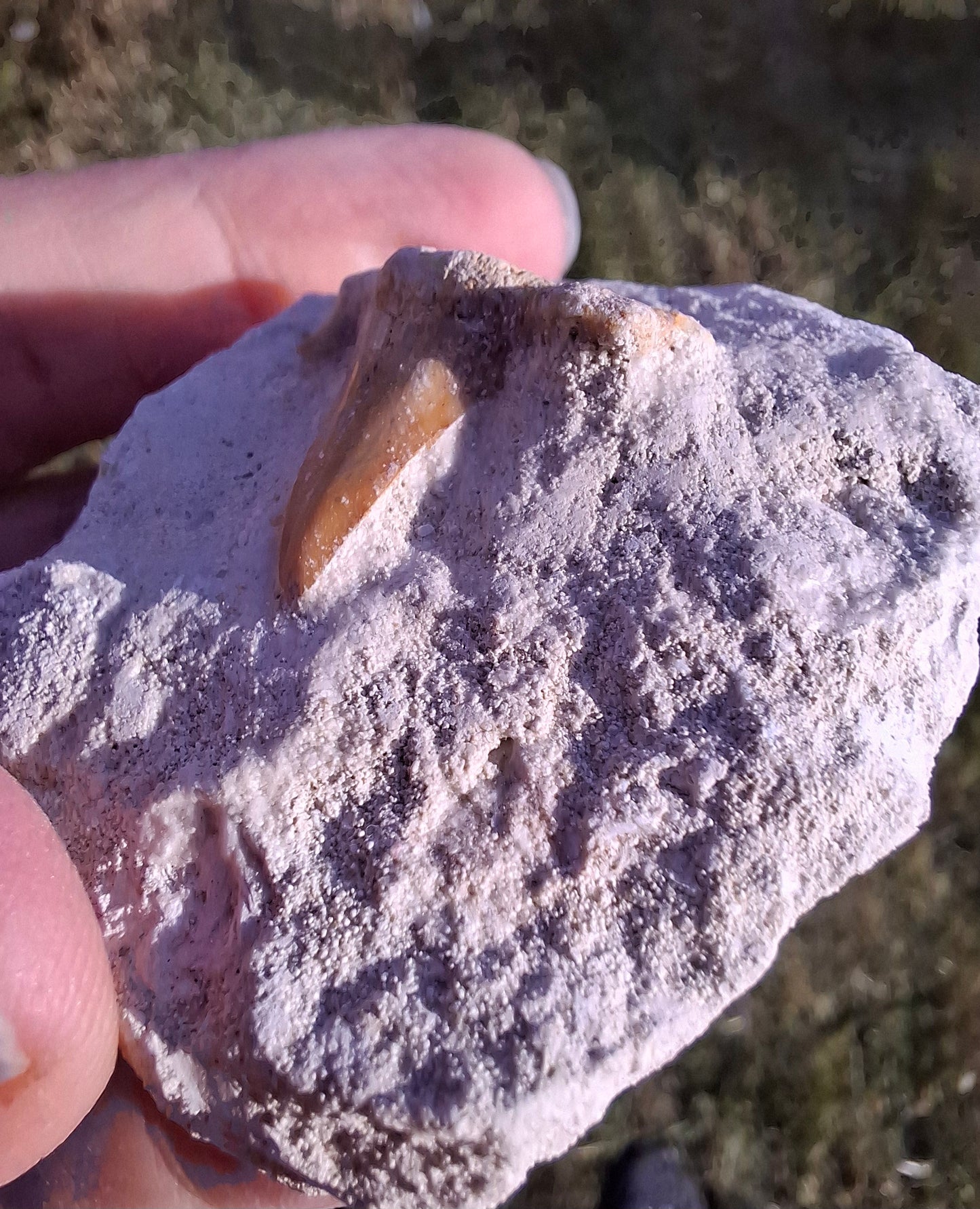 Otodus Shark Tooth, Fossil (Ref: OT4)