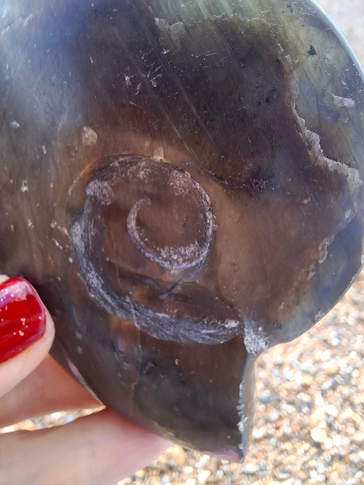 Labradorite Ammonite Carving, 160.21g, Crystal (Ref: laba4)