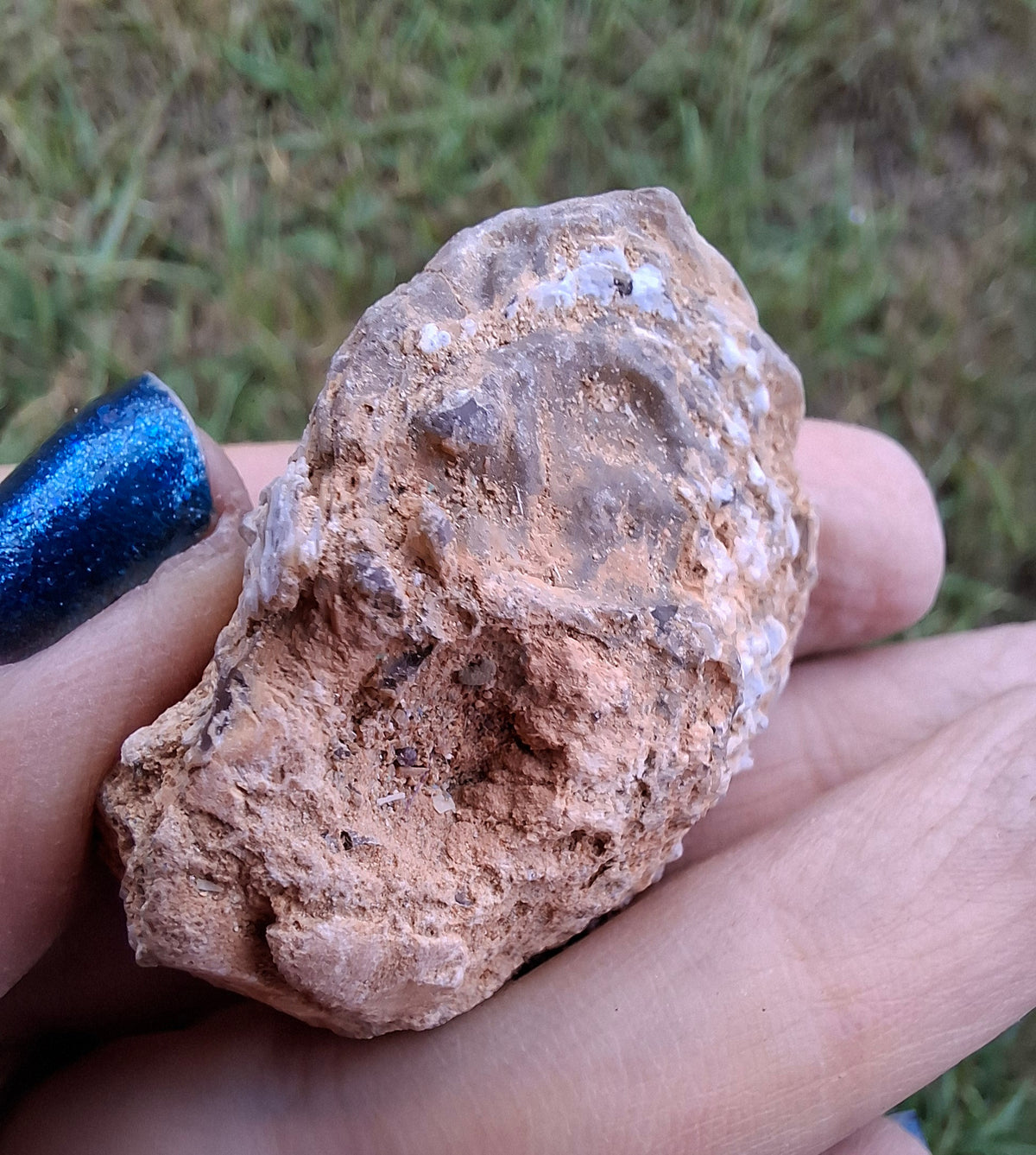 Chalcedony Oyster, Fossil (Ref: FO6)