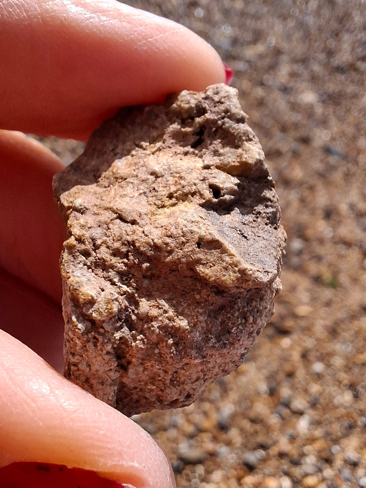 Sauropod Dinosaur Coprolite, 12.82g, Fossil (Ref: DP1)