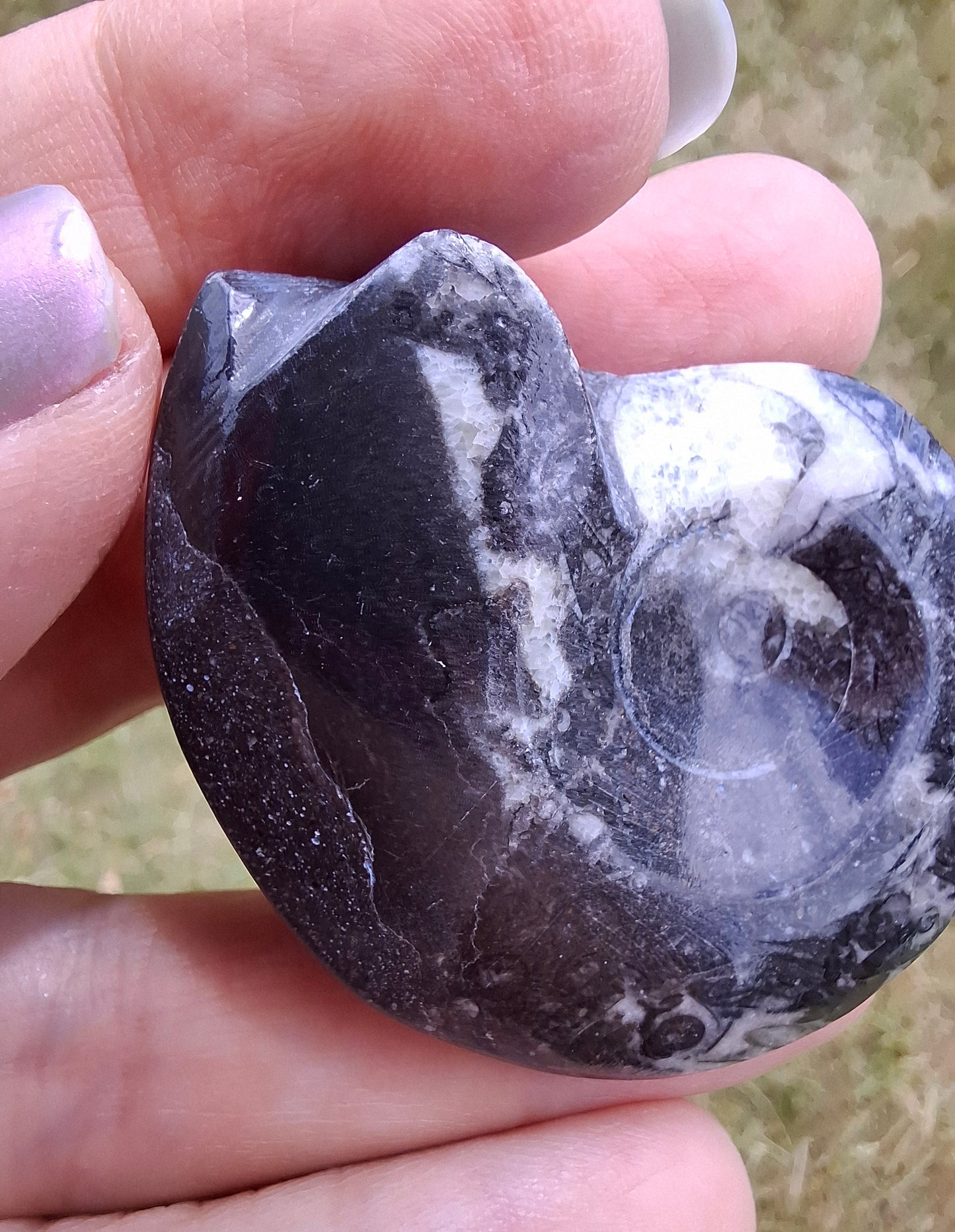 Goniatite, Fossil (Ref: GA5)