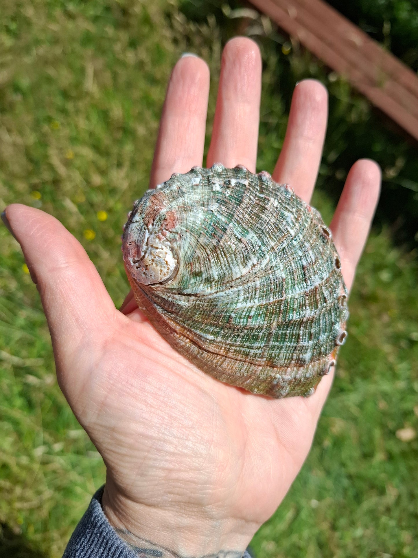Abalone Shell, (Ref: SH1)