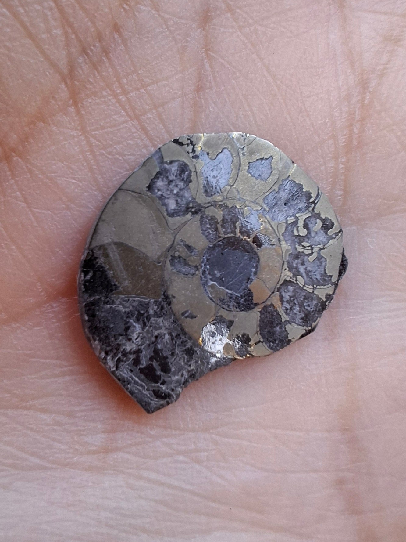 Small Haematite Ammonite HALF, 1.10g, Fossil (Ref: MA9)