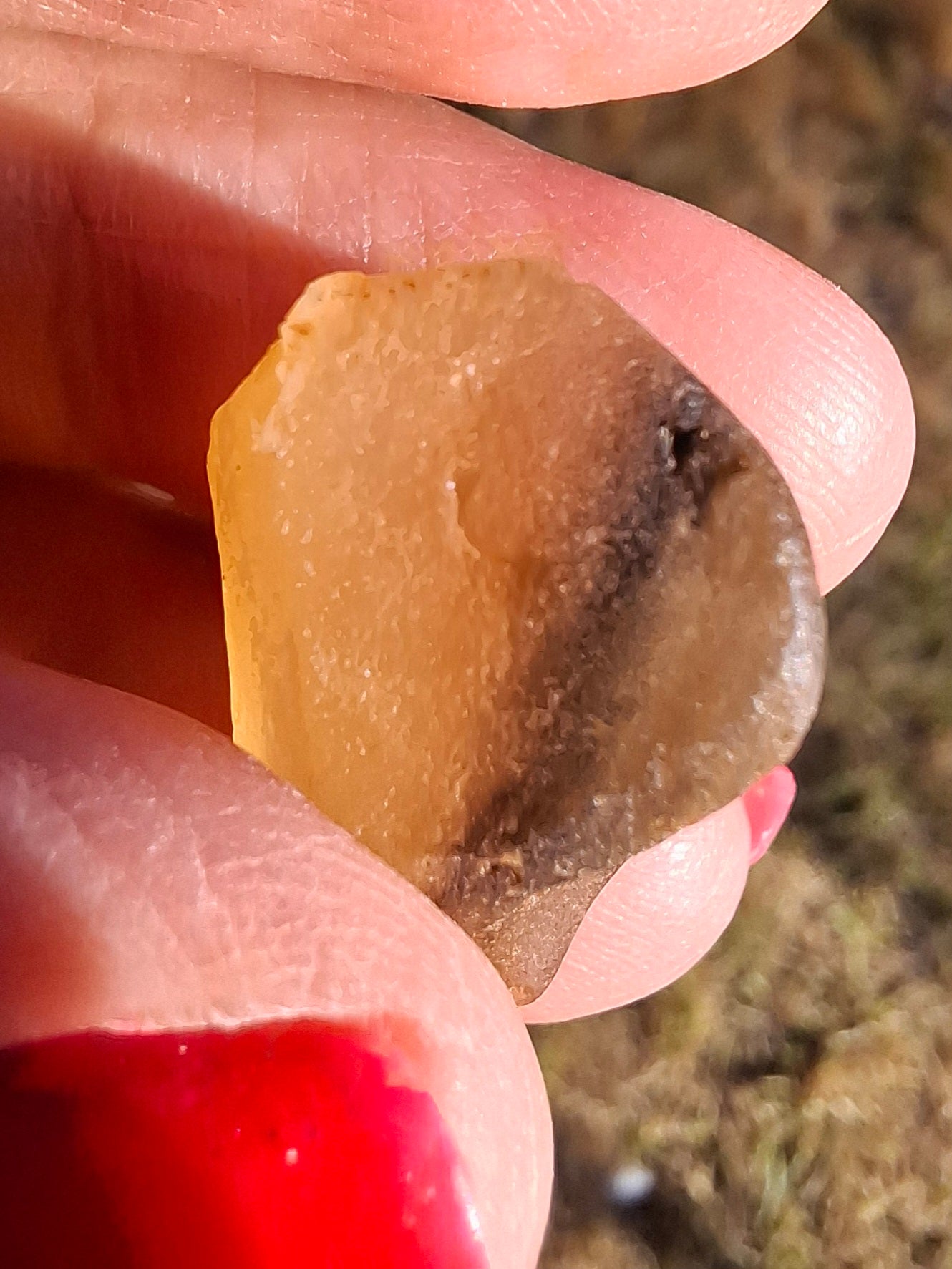 Libyan Desert Glass (darker) Piece, 4.70g, Tektite (Ref: L1372)