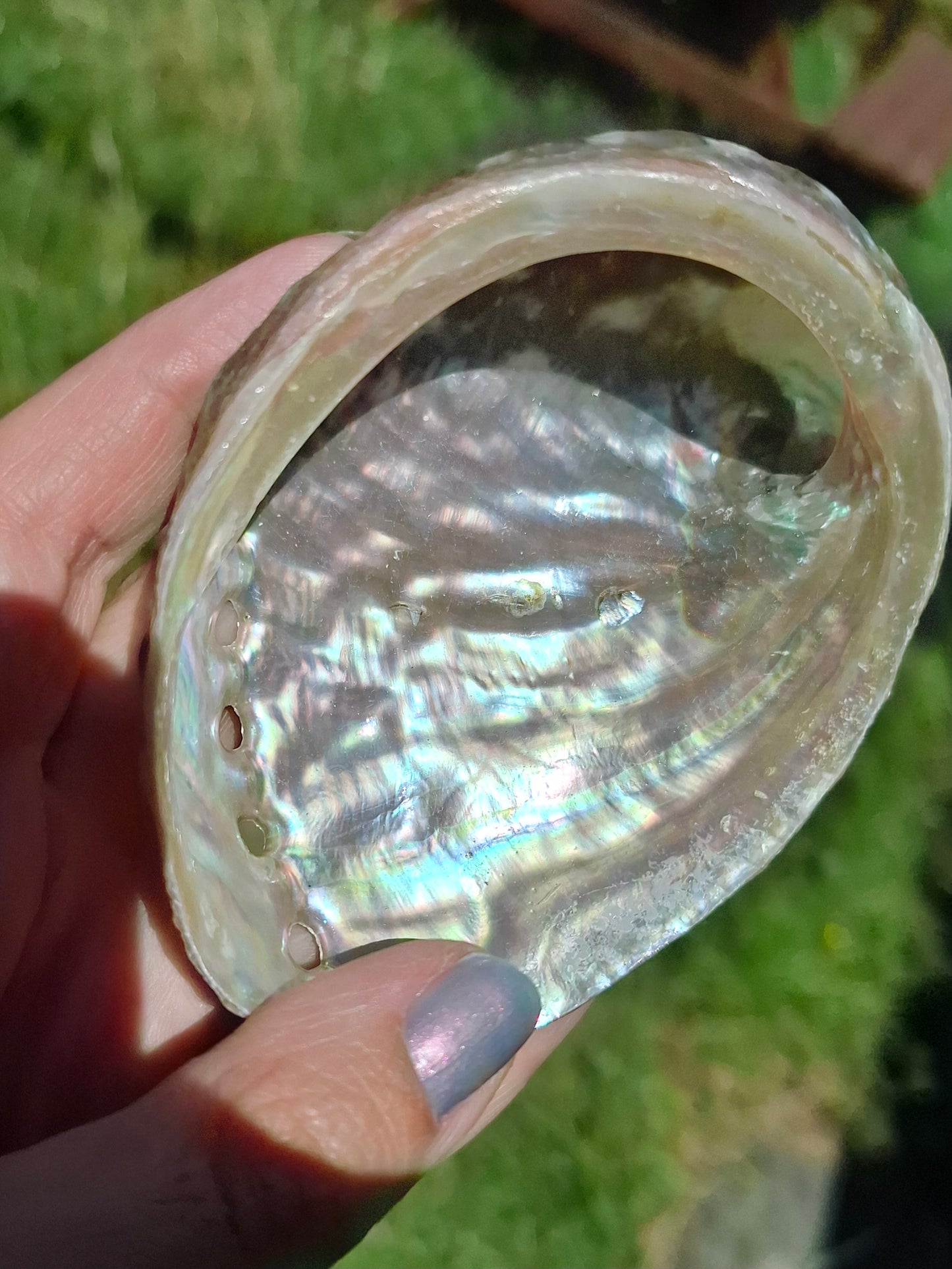 Abalone Shell, (Ref: SH3)
