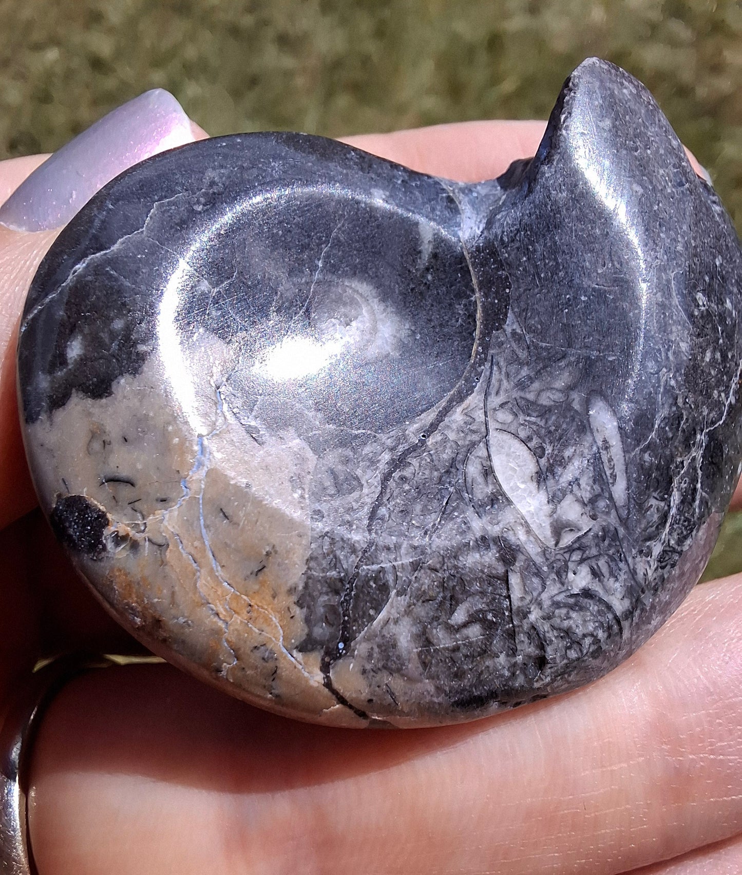 Goniatite, Fossil (Ref: GA9)