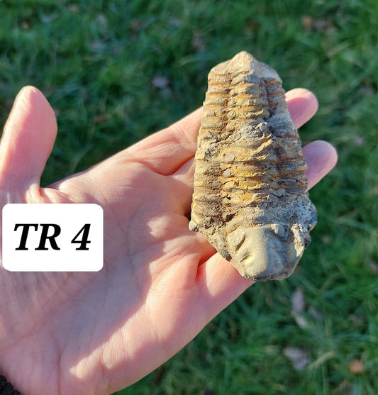 Trilobite (Flexicalymene), 111.00g, Fossil (Ref: TR4)