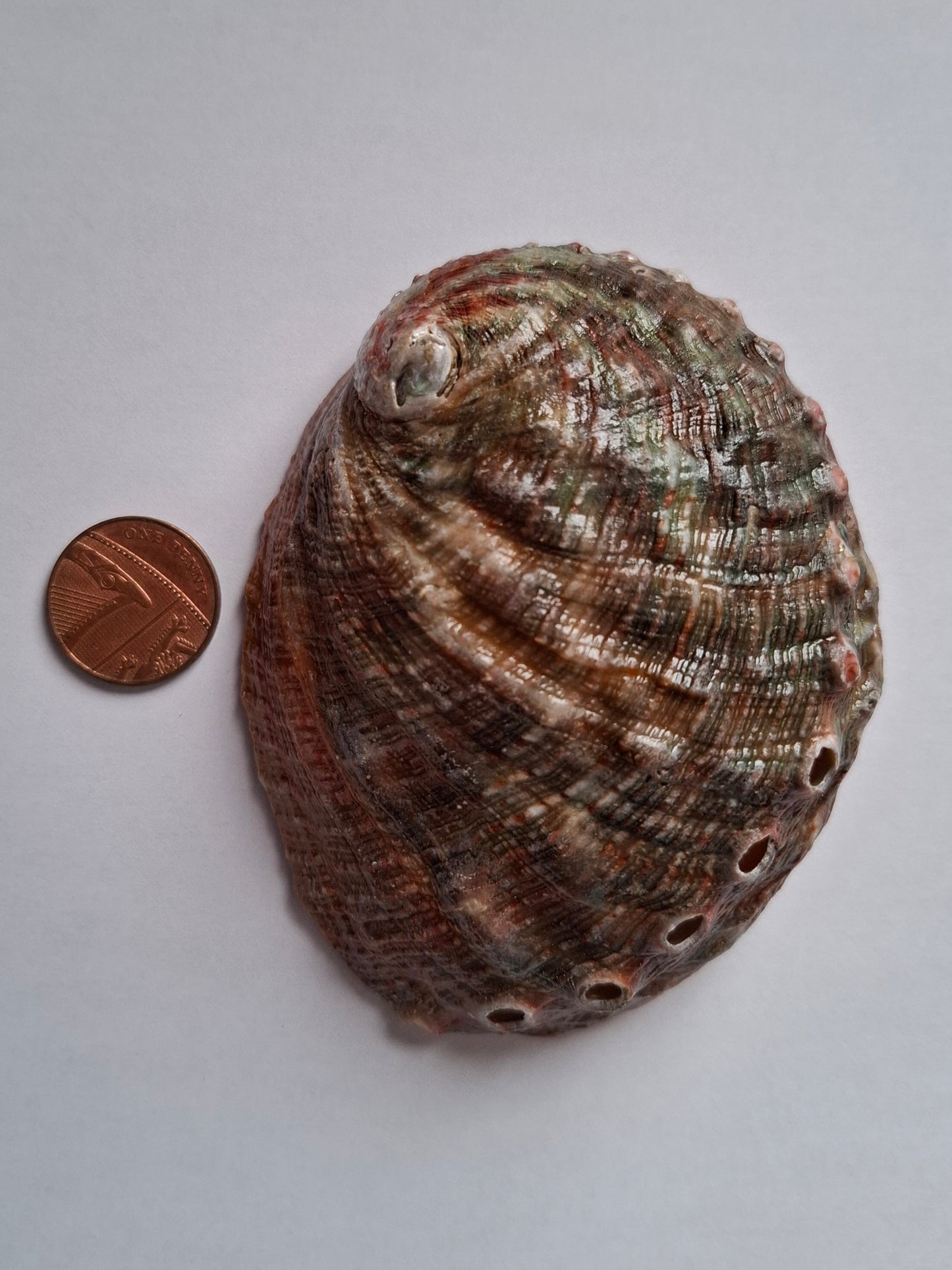 Abalone Shell, (Ref: SH3)