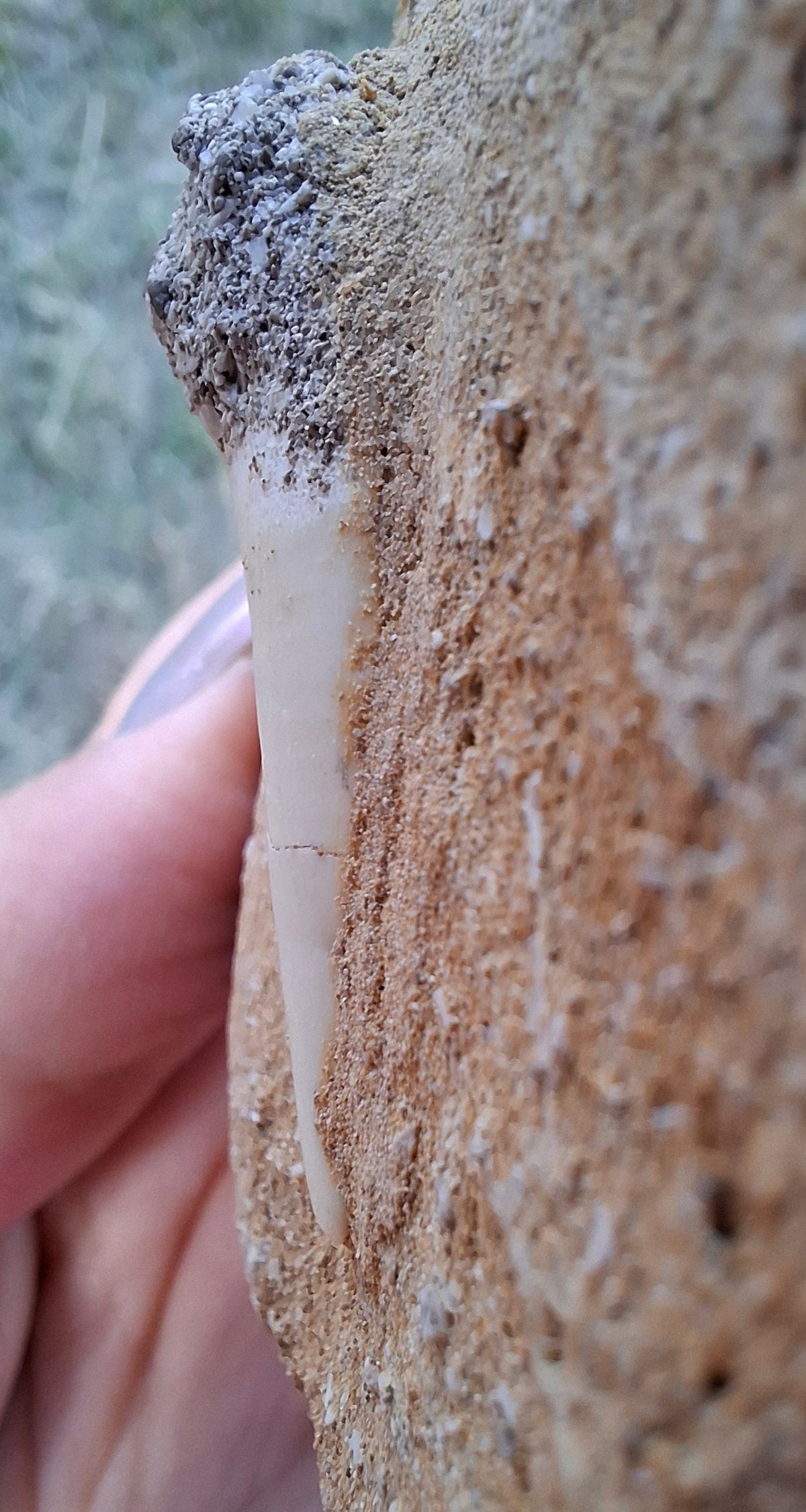 Enchodus Sabre Tooth, Fossil (Ref: ES6)