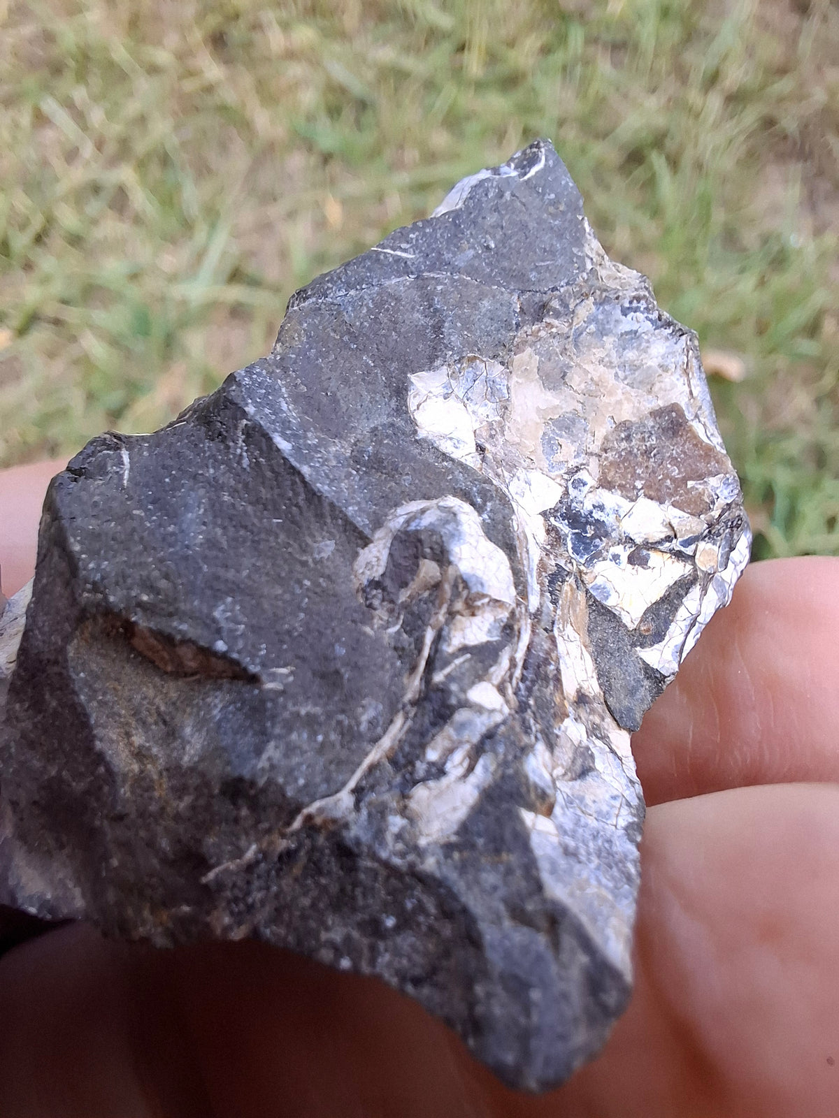 Ammonite Cluster, Fossil (Ref: ACL3)