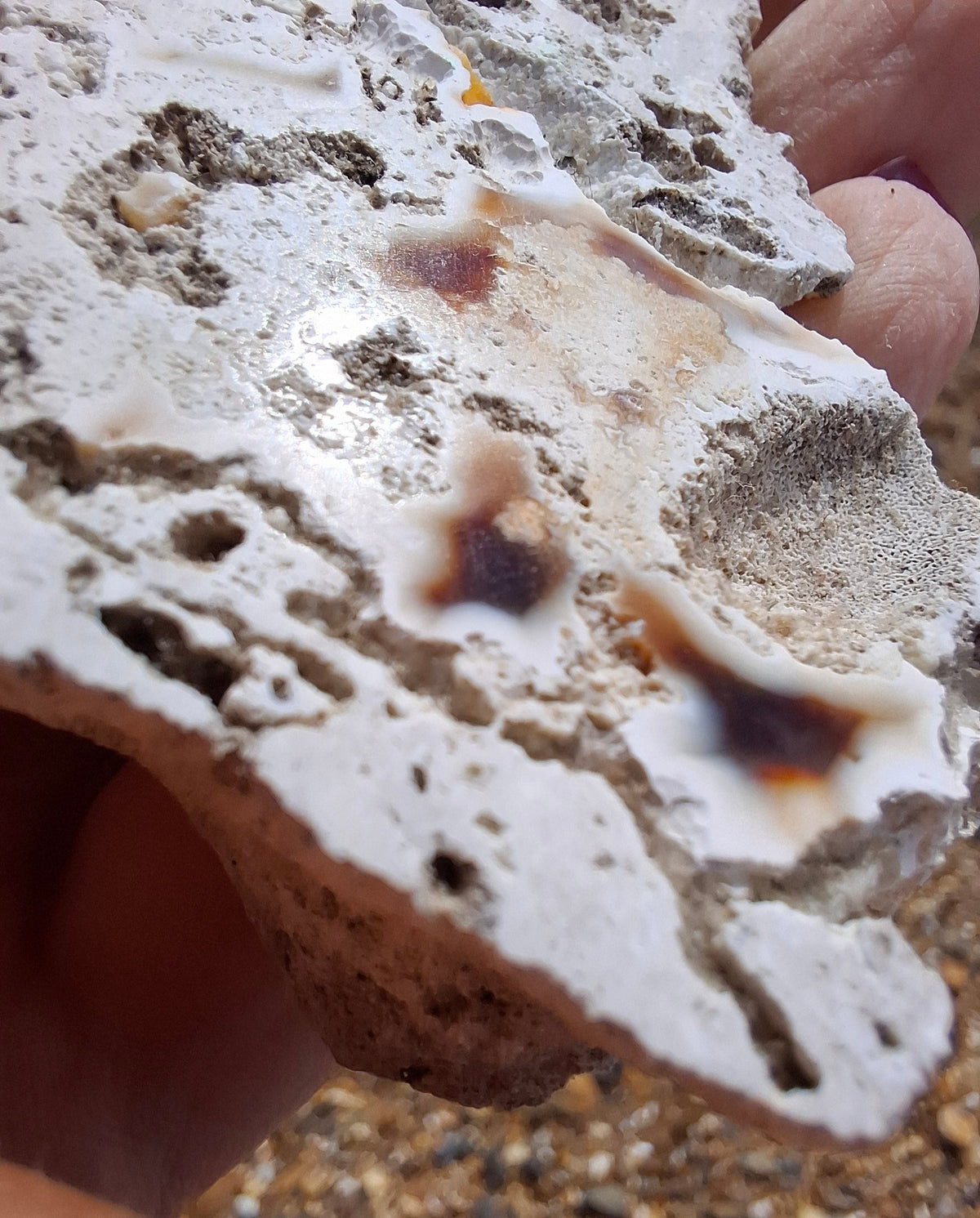 Fossilised Coral replaced by Chalcedony/Agate, Fossil (Ref: FCA1)