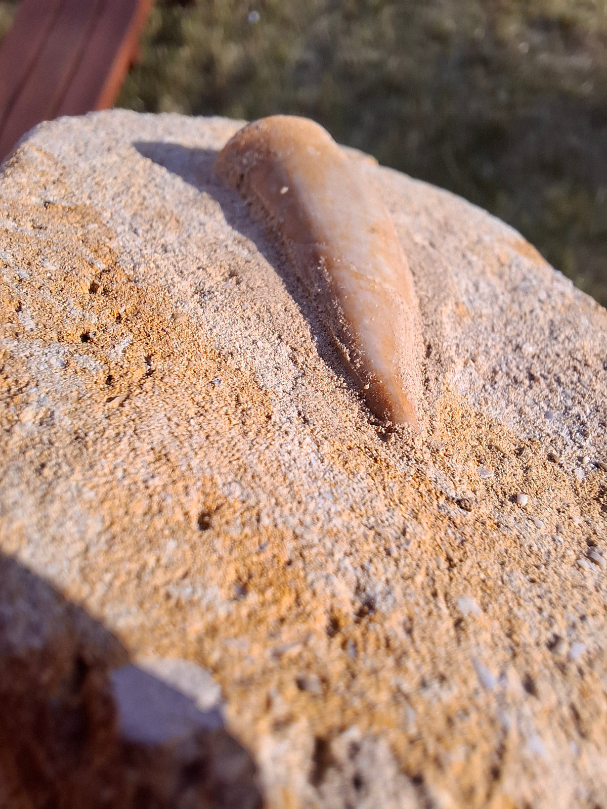 Enchodus Sabre Tooth, Fossil (Ref: ES1)