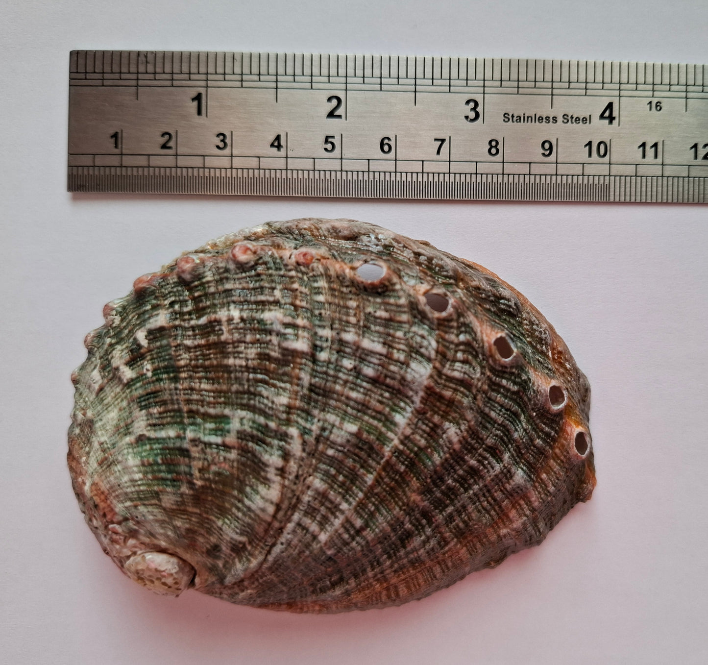 Abalone Shell, (Ref: SH1)