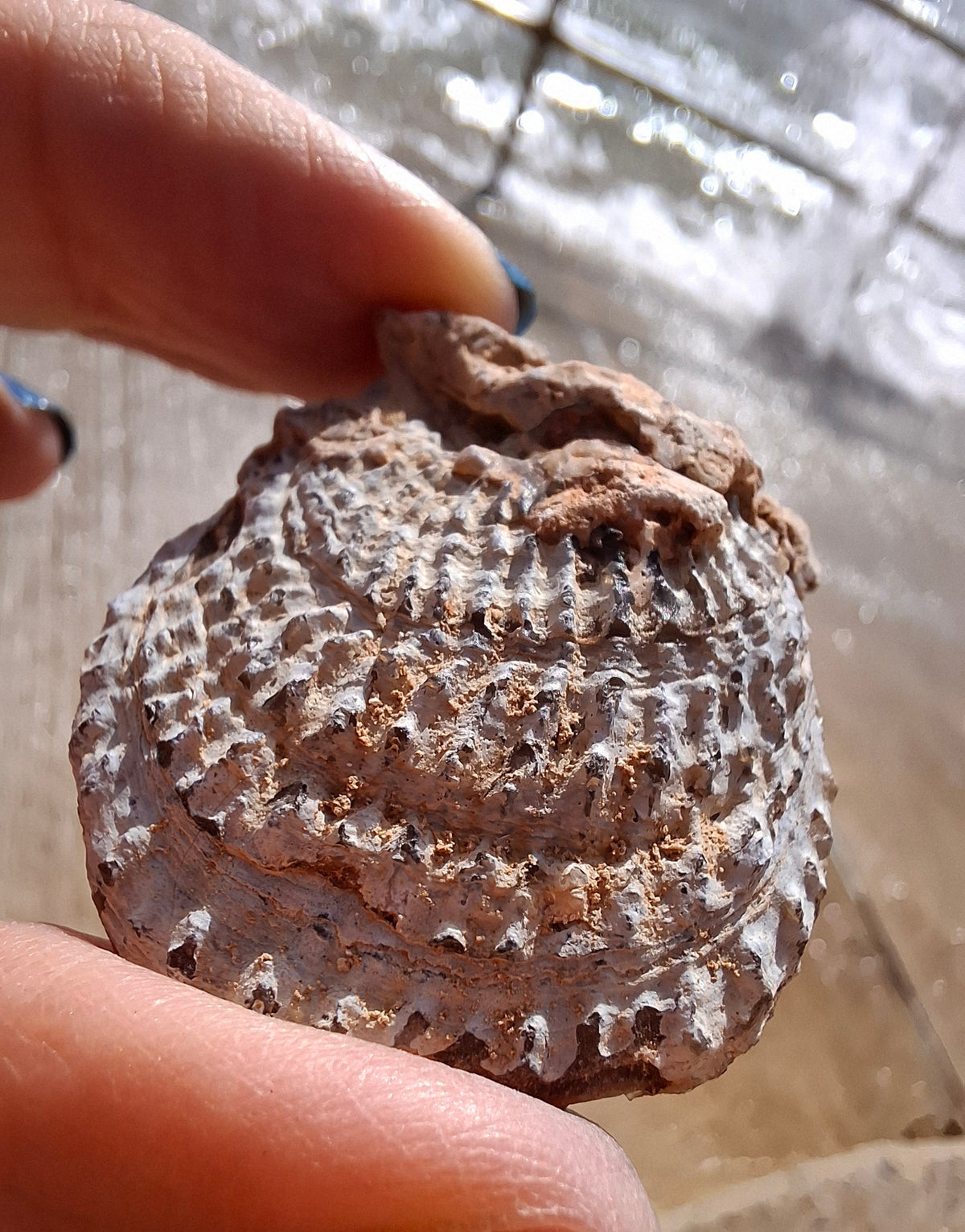 Chalcedony Oyster, Fossil (Ref: FO1)