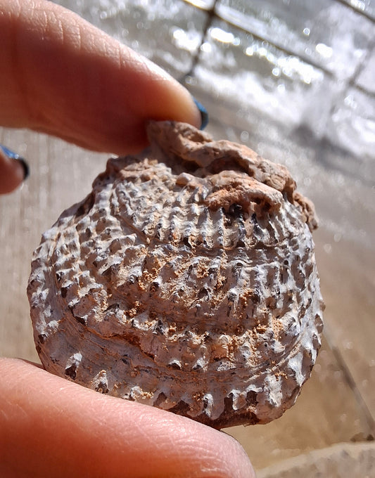 Chalcedony Oyster, Fossil (Ref: FO1)
