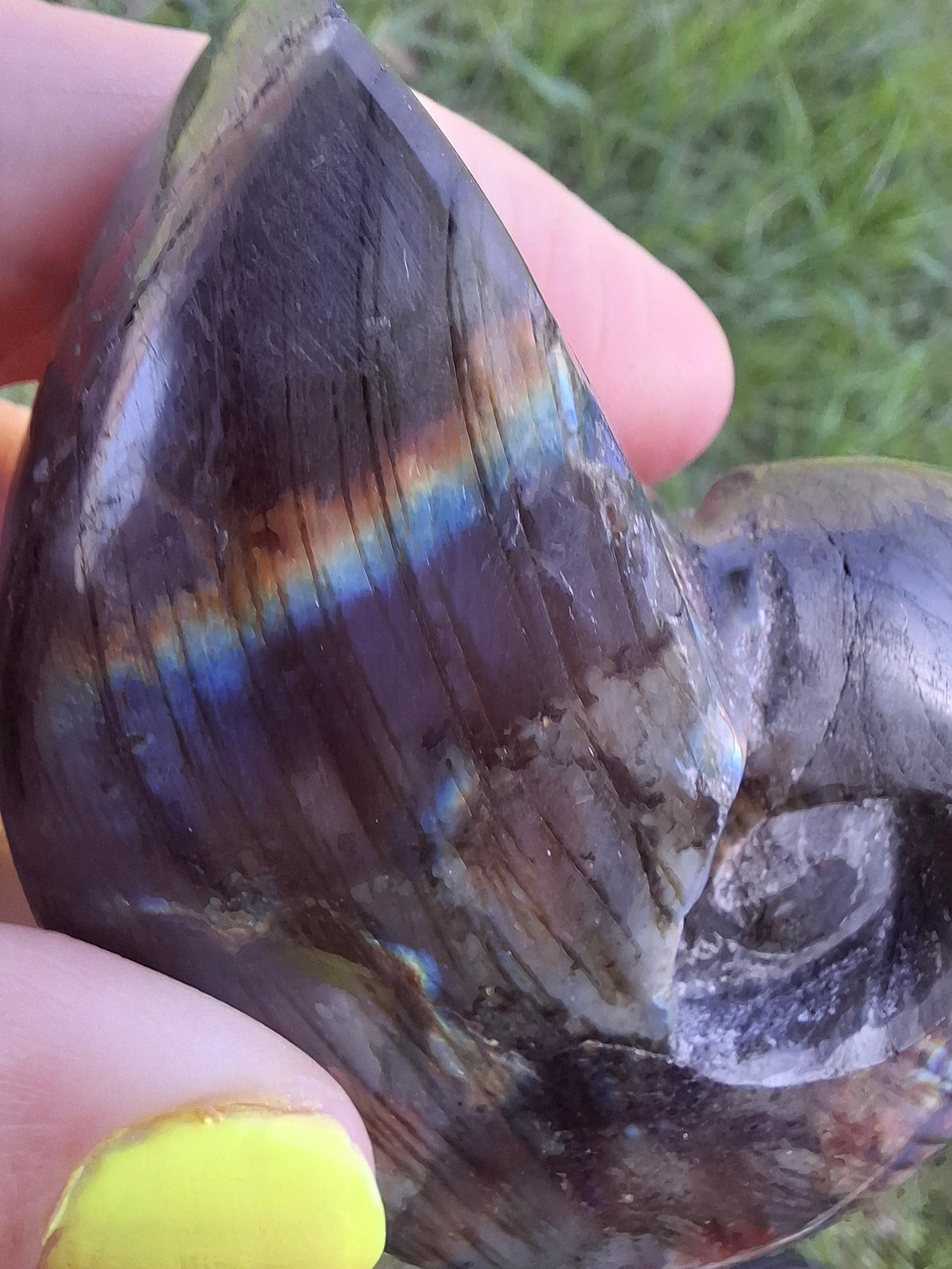 Labradorite Ammonite Carving, 153.97g, Crystal (Ref: laba2)