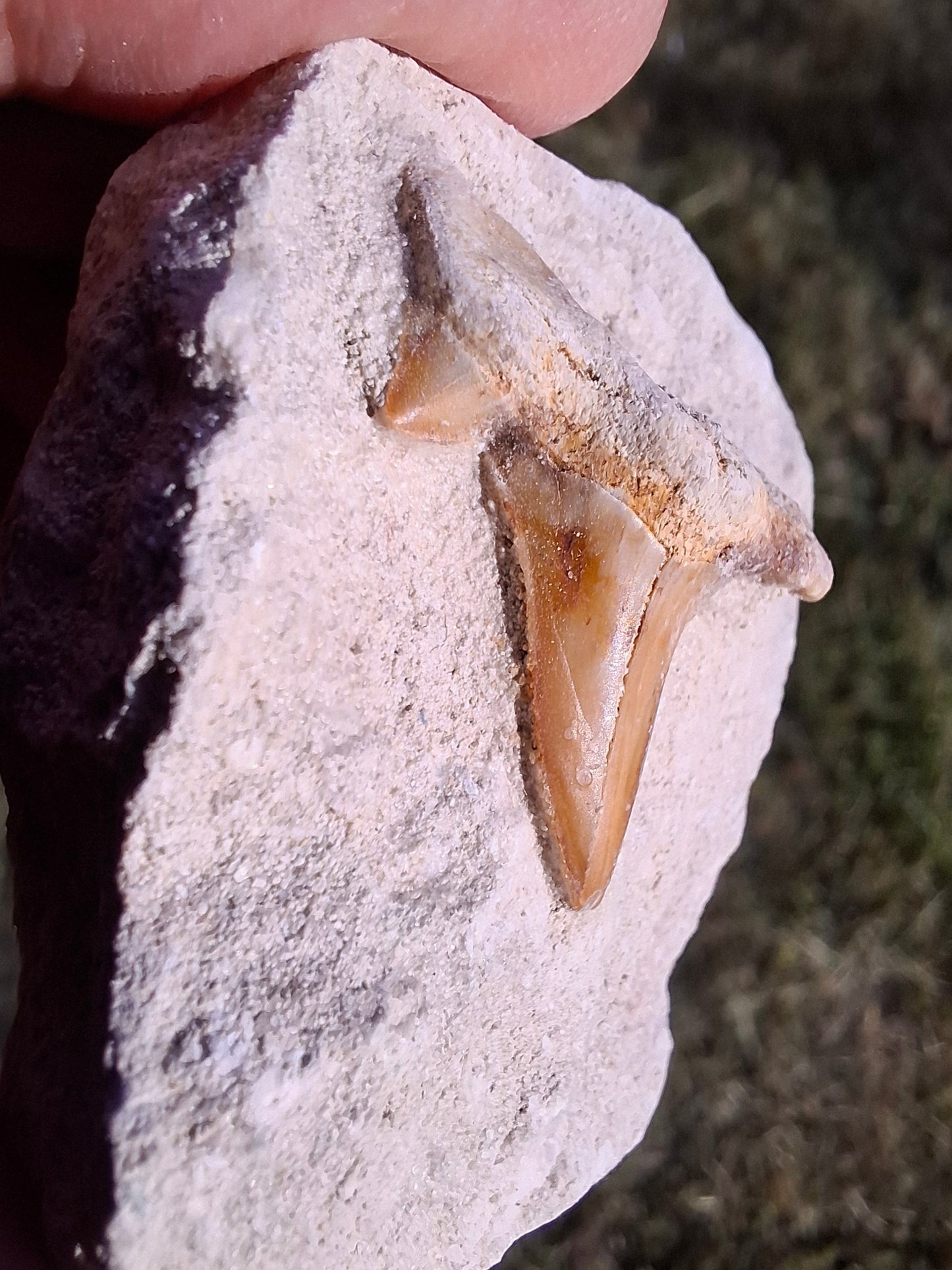 Otodus Shark Tooth, Fossil (Ref: OT4)