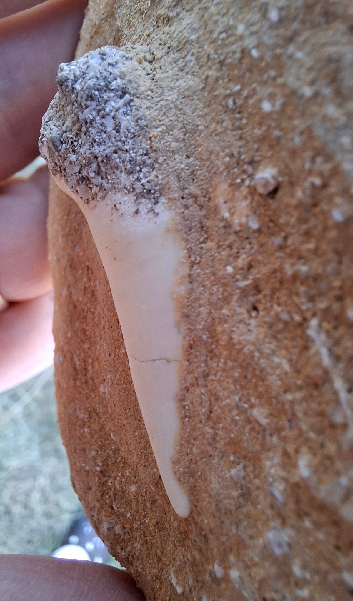 Enchodus Sabre Tooth, Fossil (Ref: ES6)