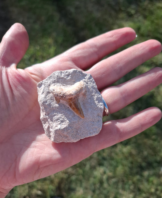 Otodus Shark Tooth in rock, Fossil (Ref: OT1)