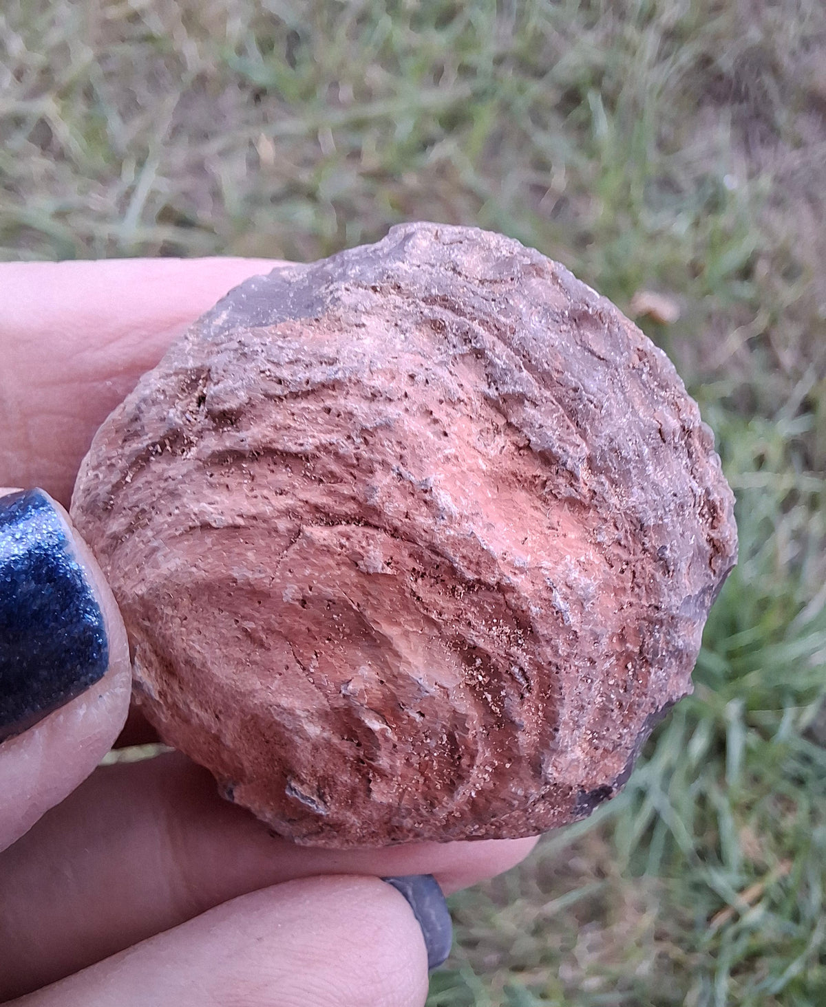 Chalcedony Oyster, Fossil (Ref: FO9)