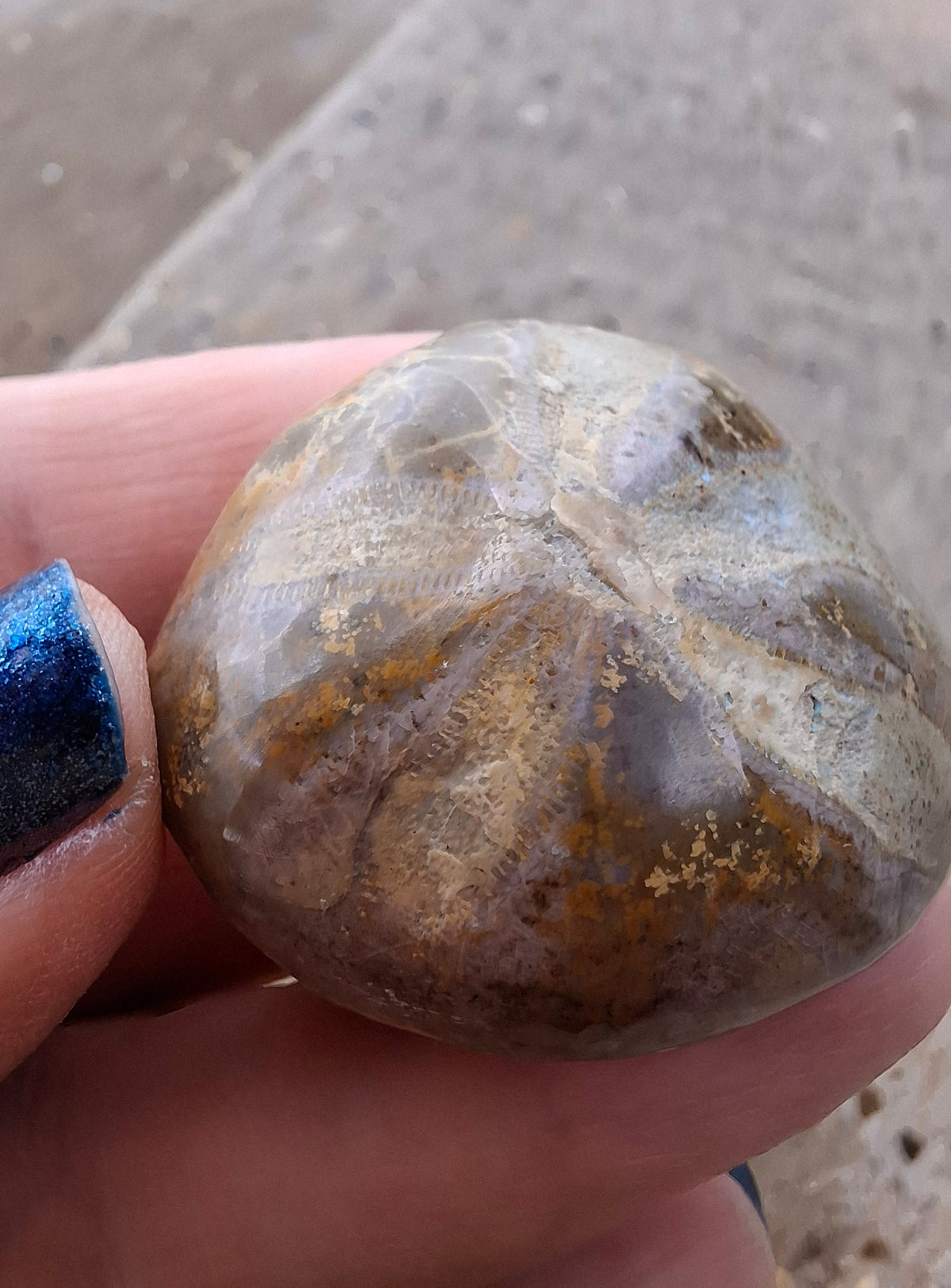 Polished Sea Urchin, Fossil (Ref: SU5)