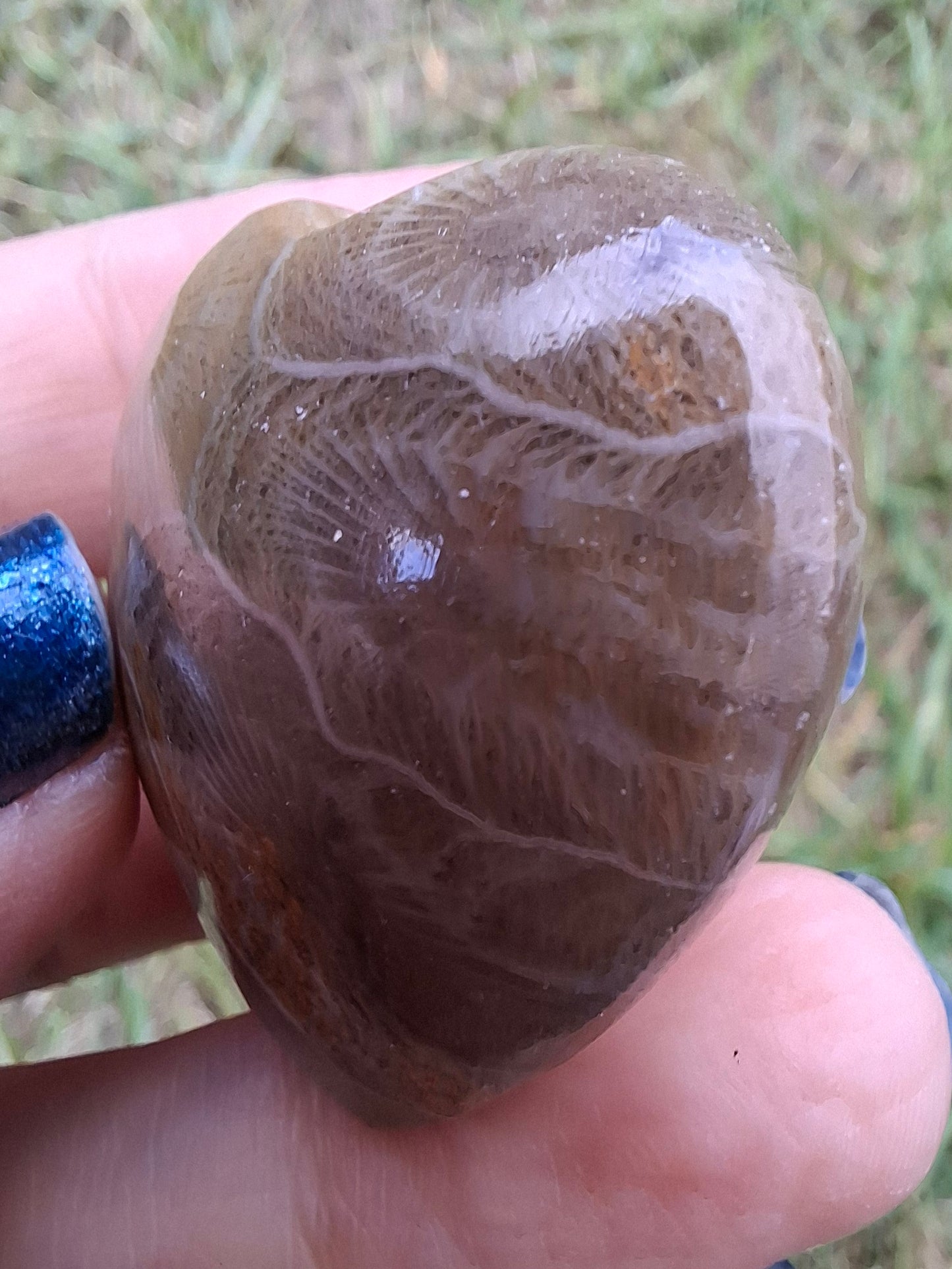 Fossil Coral Heart (Ref: CoH3)
