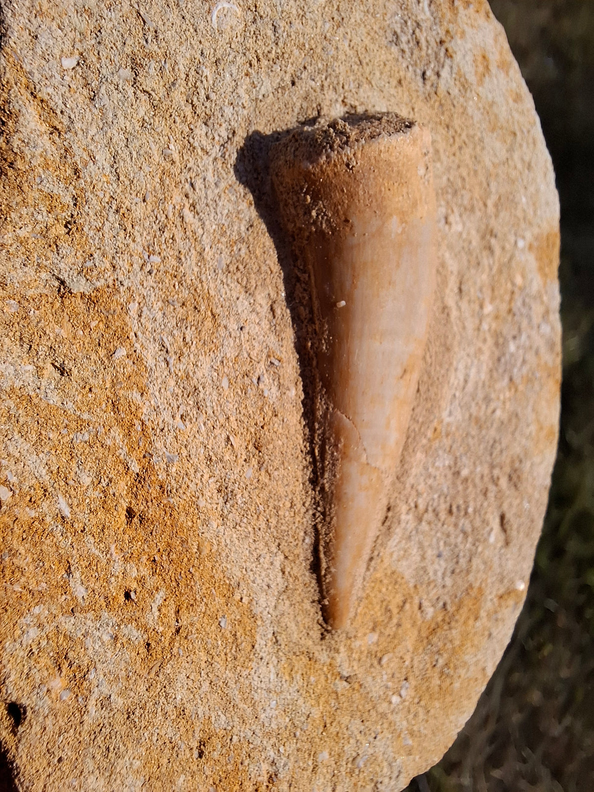 Enchodus Sabre Tooth, Fossil (Ref: ES1)