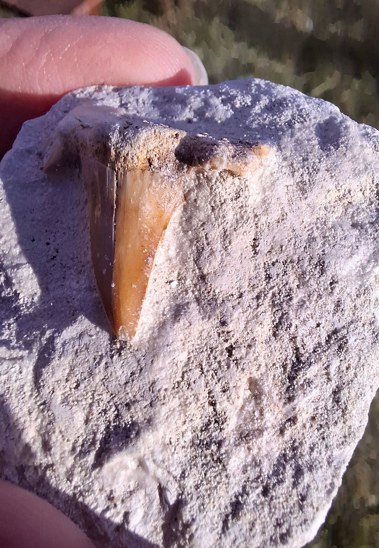 Otodus Shark Tooth, Fossil (Ref: OT4)