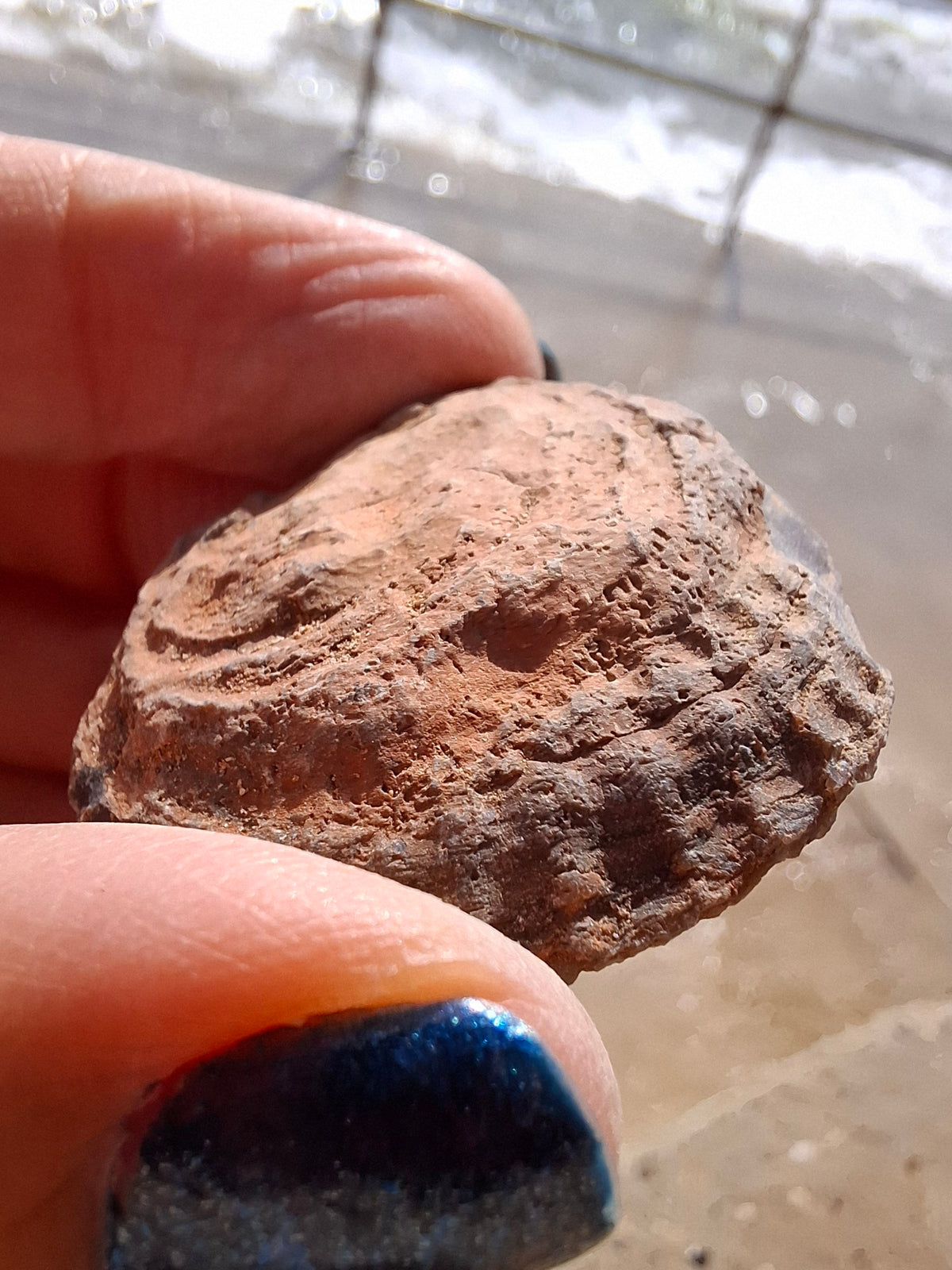 Chalcedony Oyster, Fossil (Ref: FO9)
