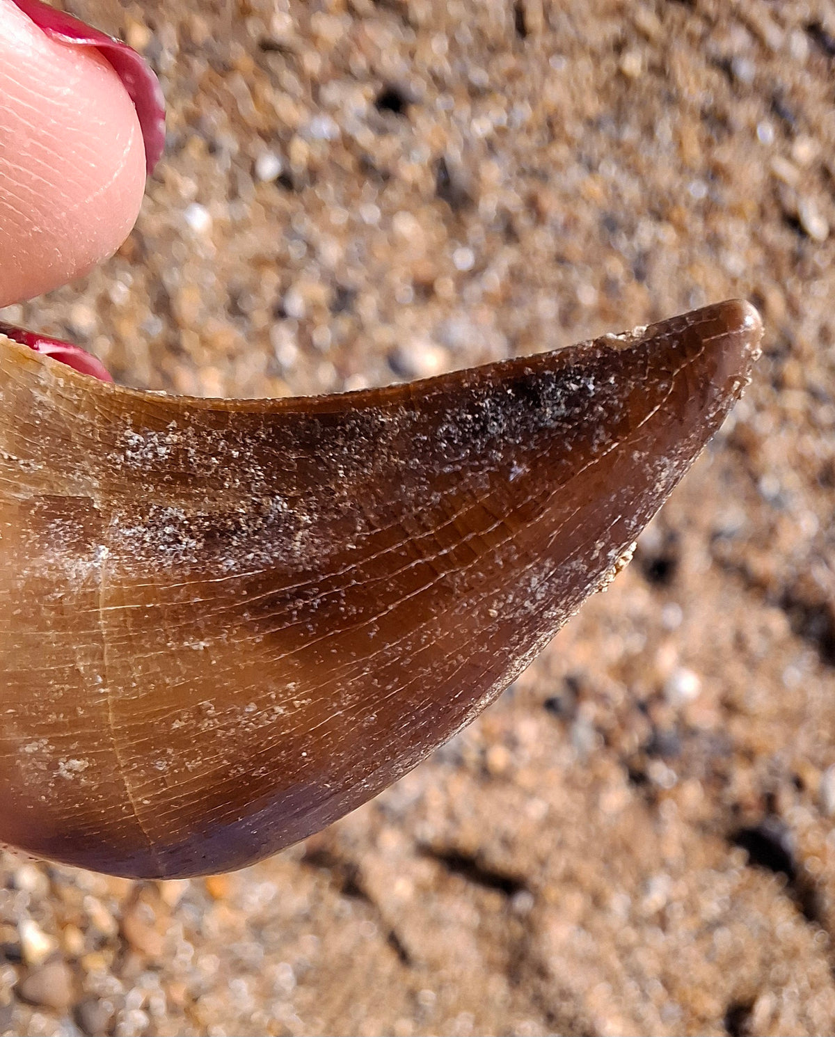 Mosasaurus Tooth with matrix, Fossil, (Ref: MTM1)