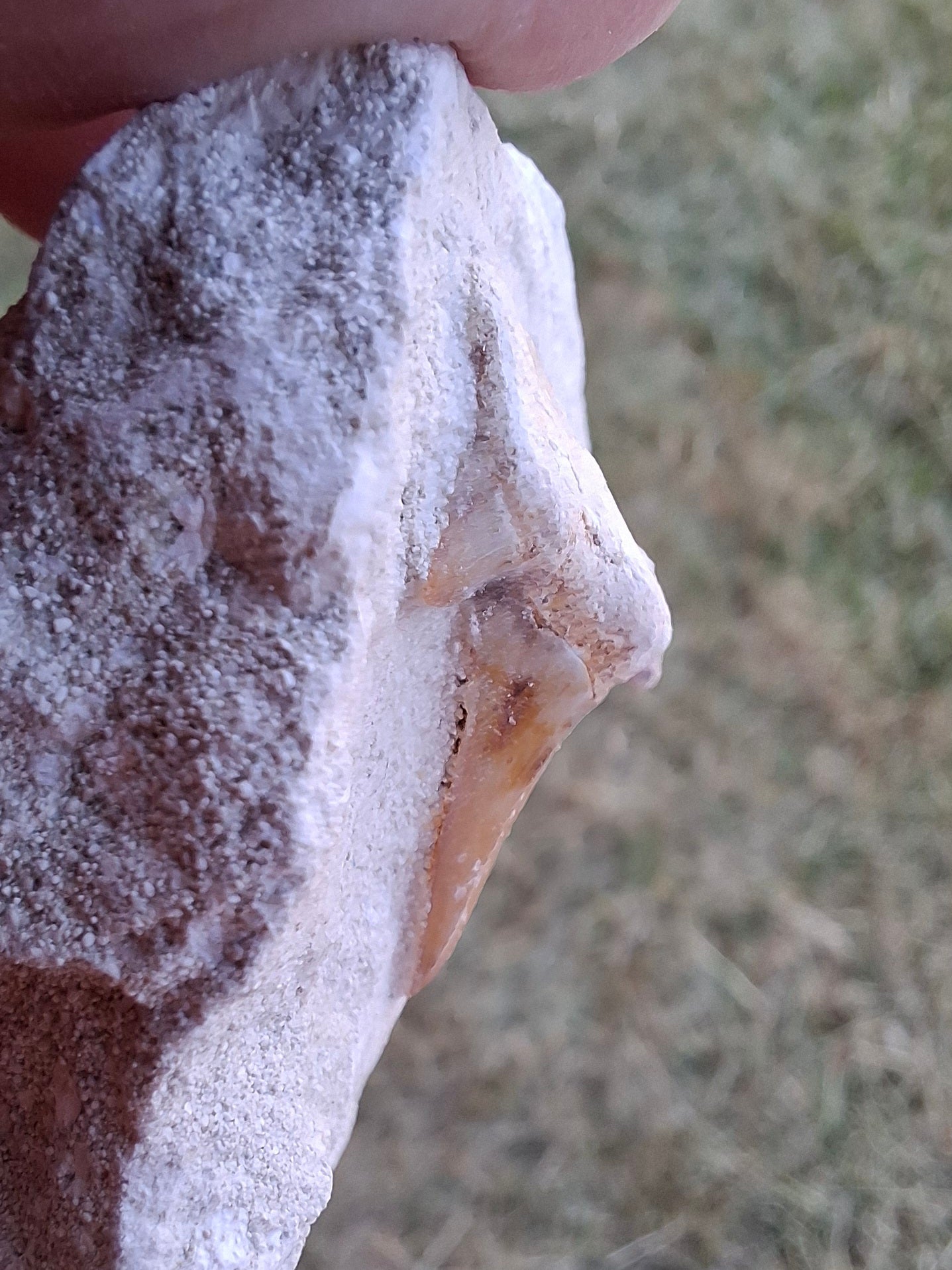 Otodus Shark Tooth, Fossil (Ref: OT4)