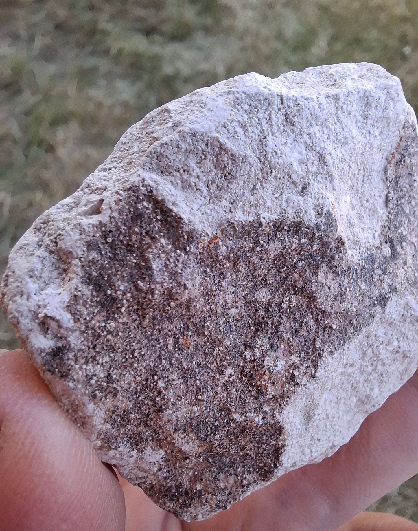 Otodus Shark Tooth in rock, Fossil (Ref: OT1)