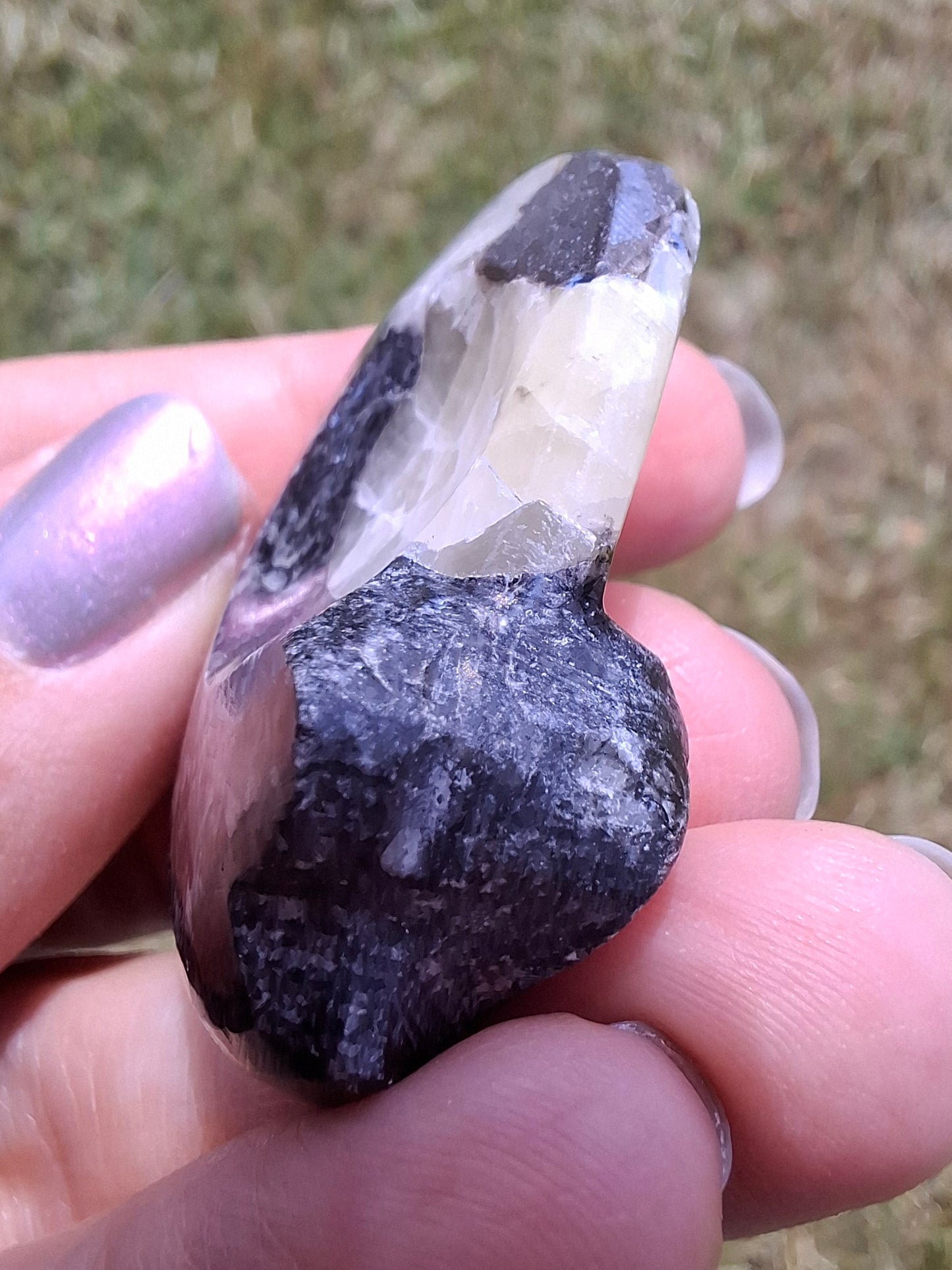 Goniatite, Fossil (Ref: GA7)