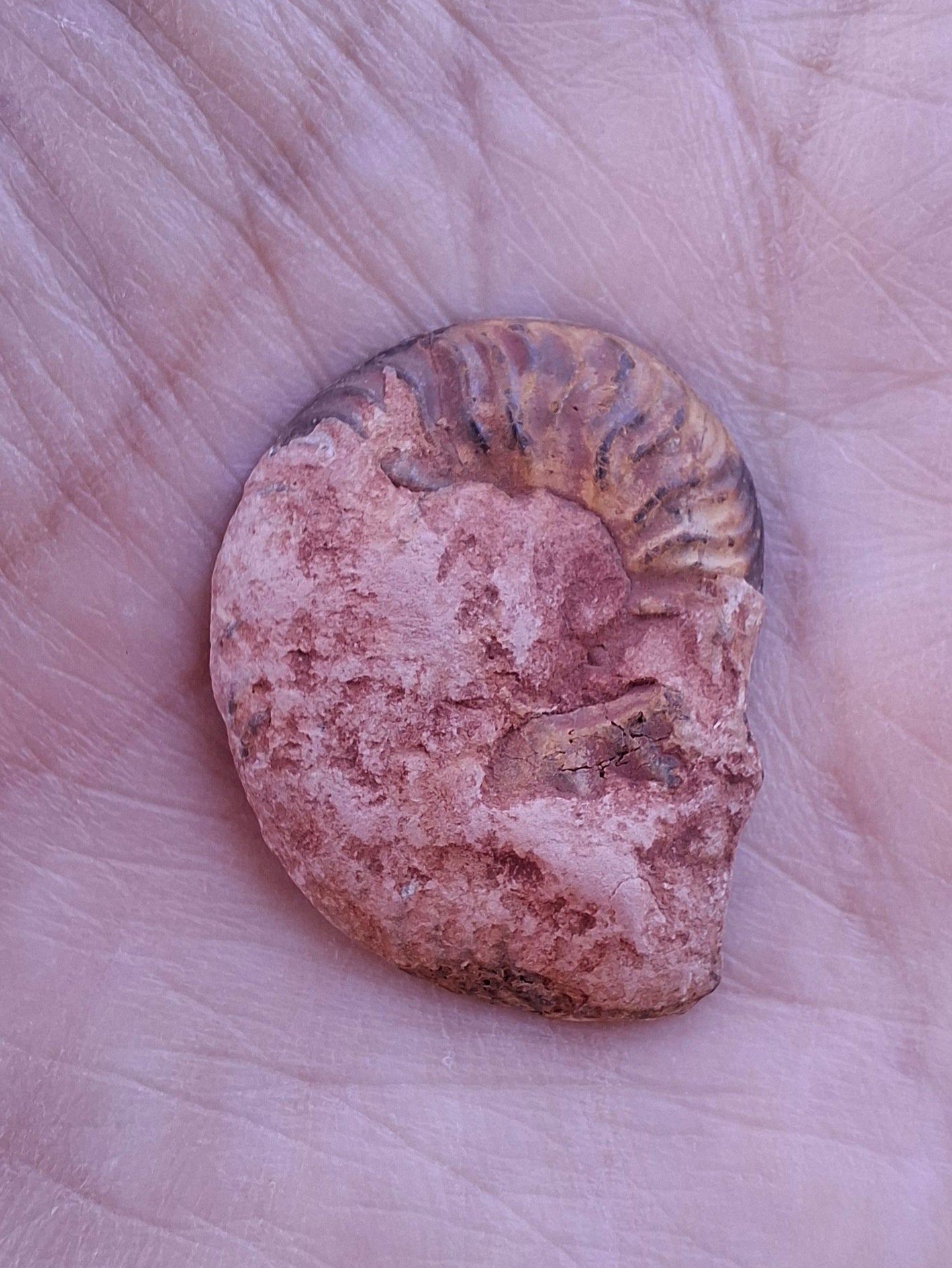 Small Haematite Ammonite HALF, 2.24g, Fossil (Ref: MA10)