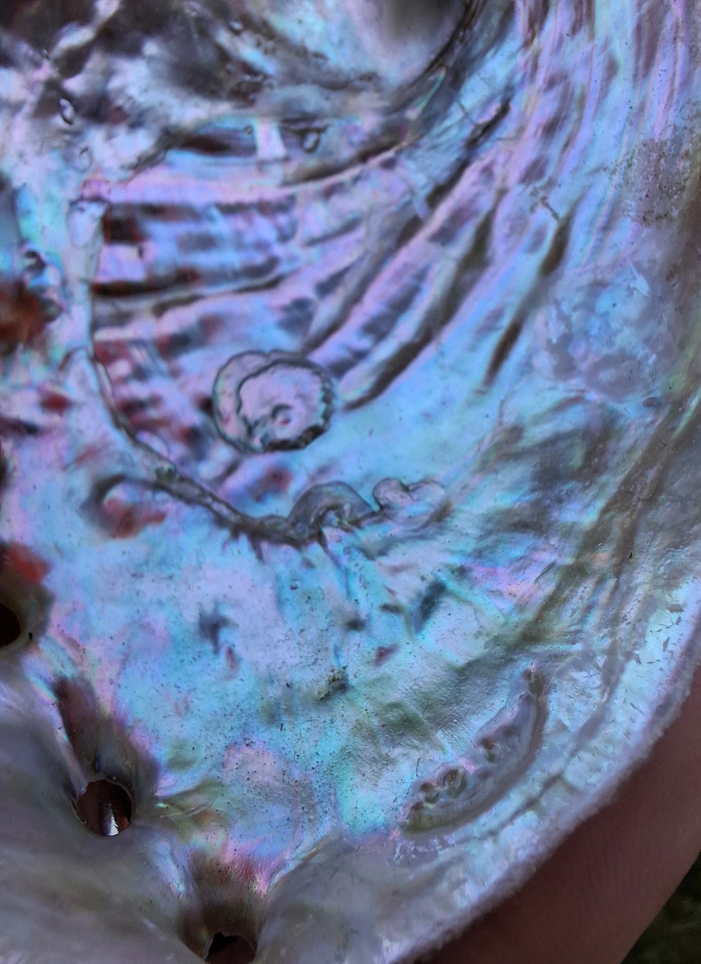 Abalone Shell, (Ref: SH2)