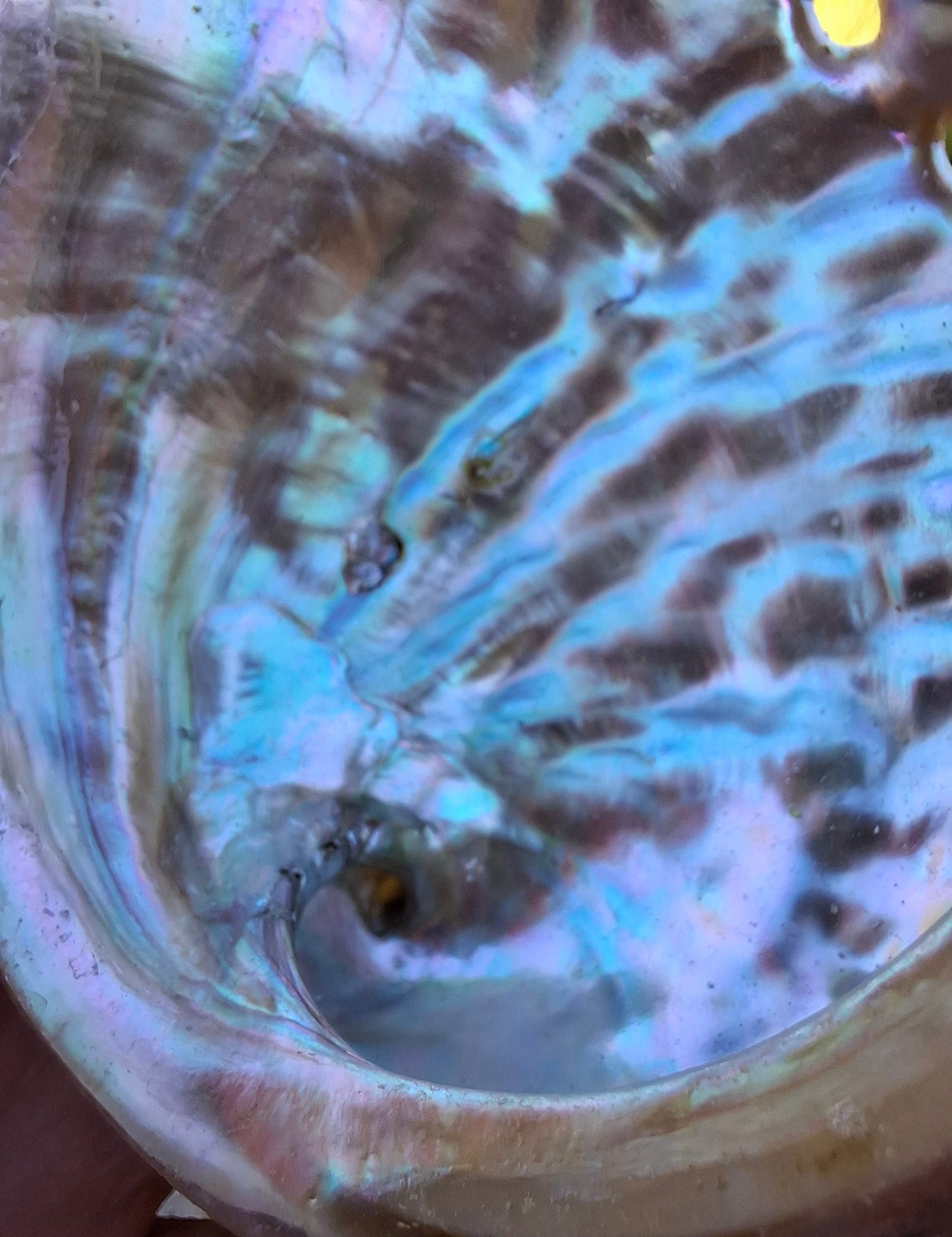 Abalone Shell, (Ref: SH3)