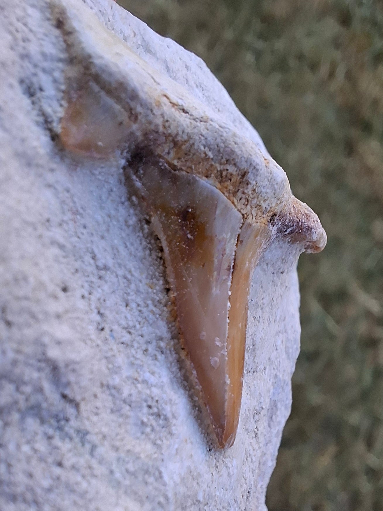 Otodus Shark Tooth, Fossil (Ref: OT4)