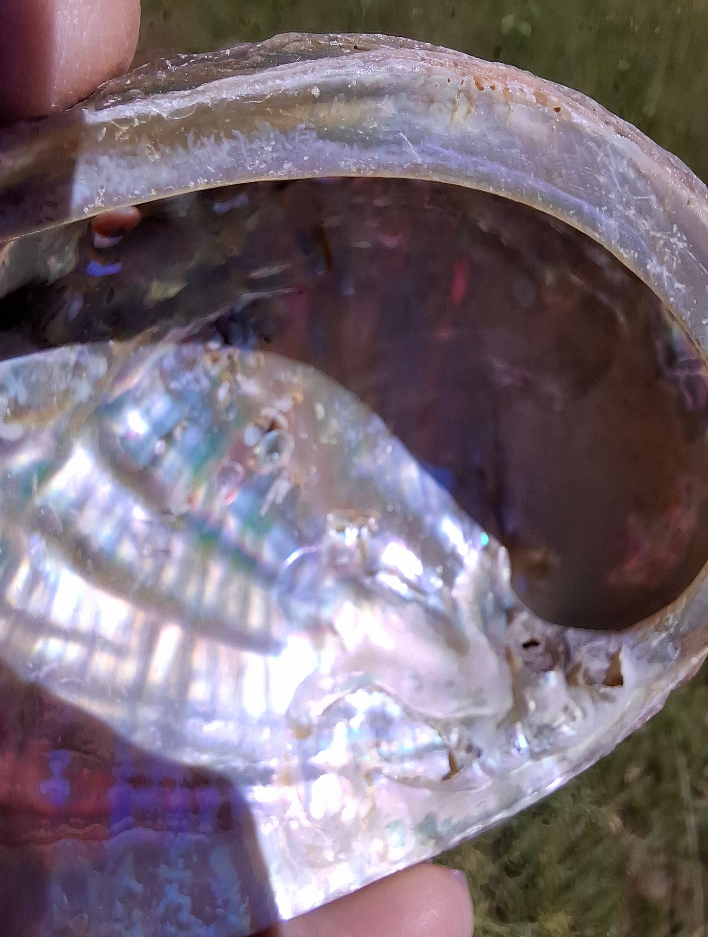 Abalone Shell, (Ref: SH1)