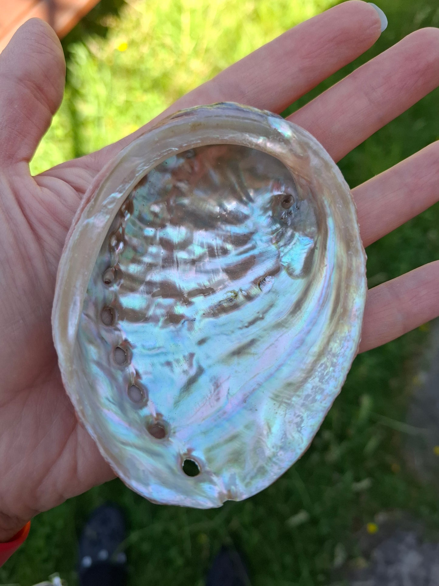 Abalone Shell, (Ref: SH3)