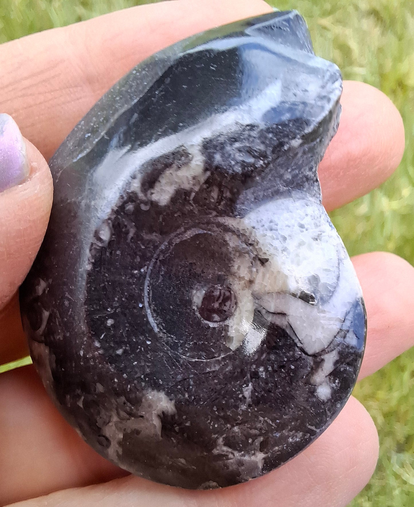 Goniatite, Fossil (Ref: GA5)