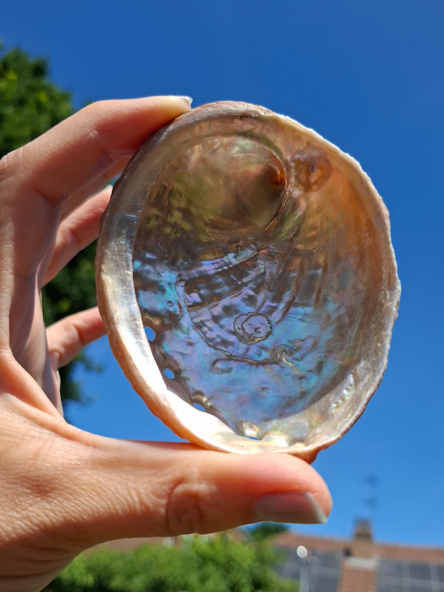 Abalone Shell, (Ref: SH2)