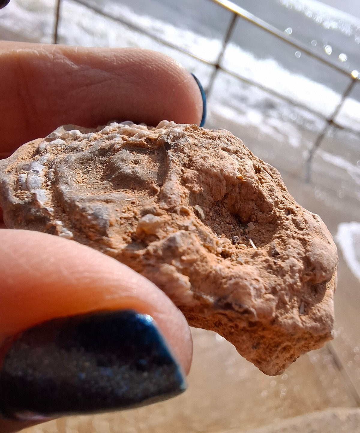 Chalcedony Oyster, Fossil (Ref: FO6)