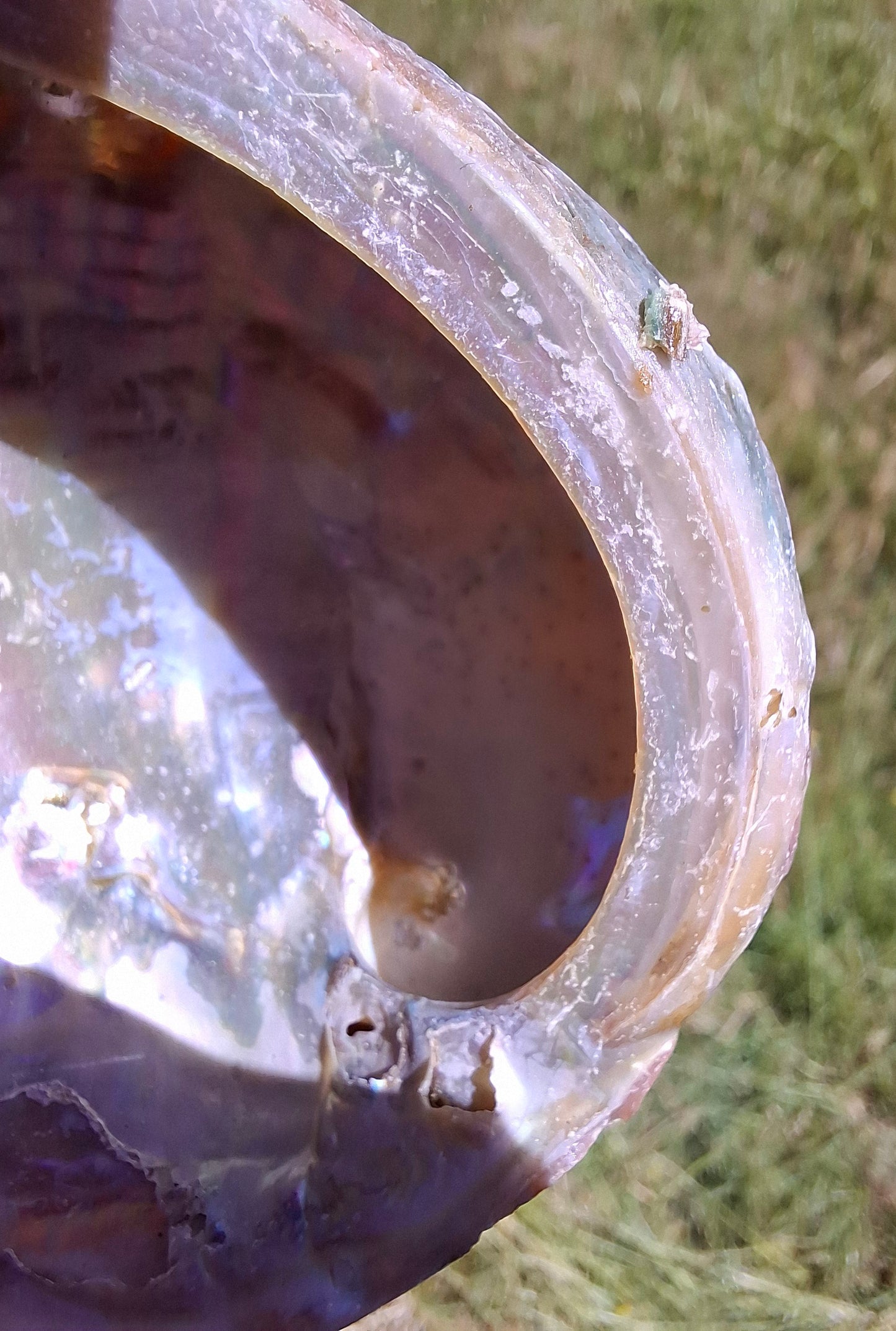 Abalone Shell, (Ref: SH1)